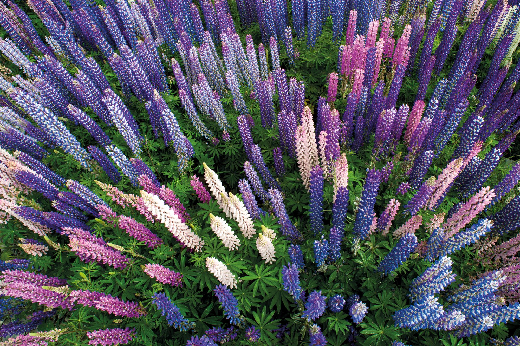War of the lupins | New Zealand Geographic