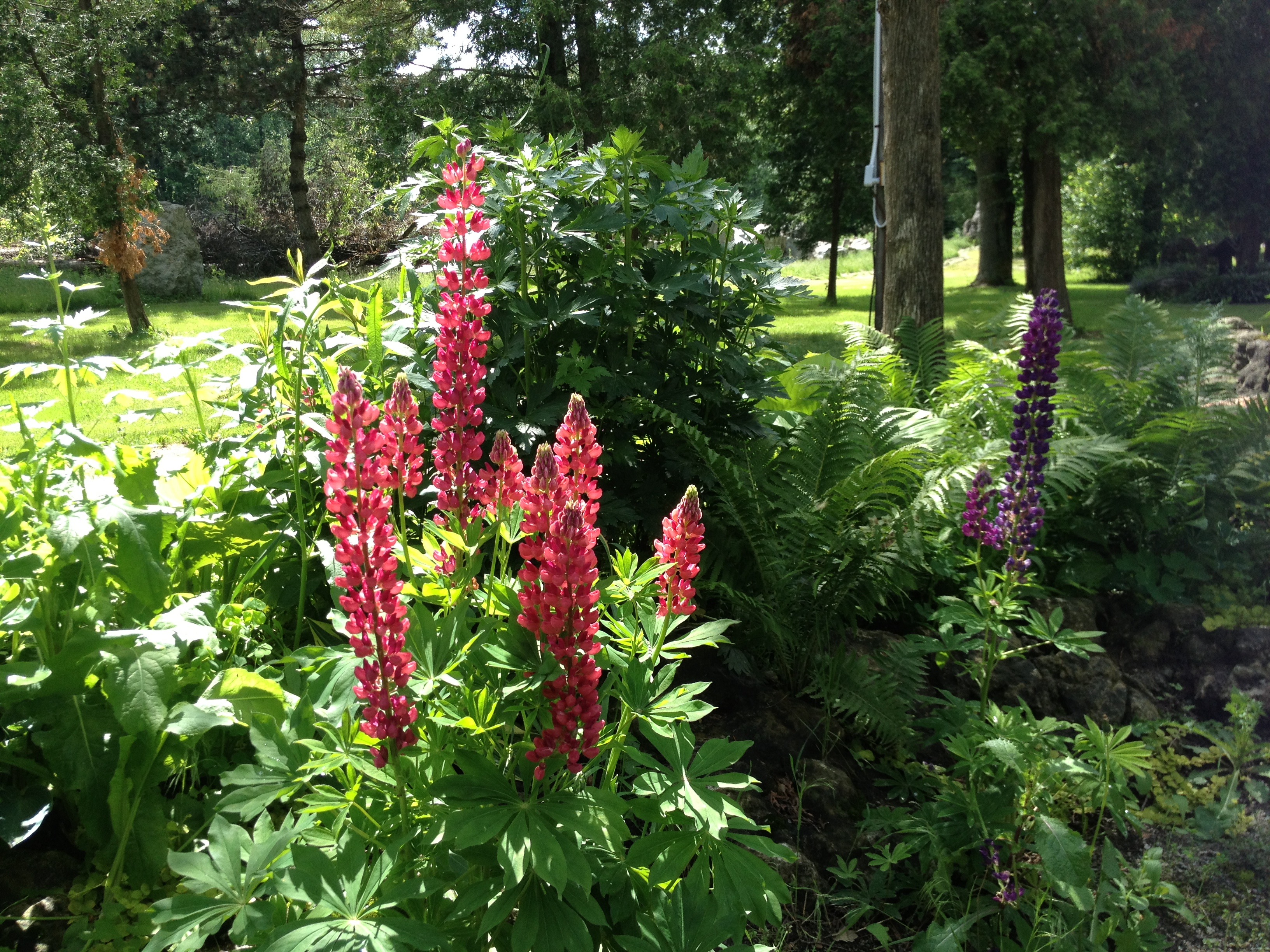 How to grow lupines | Garden Making
