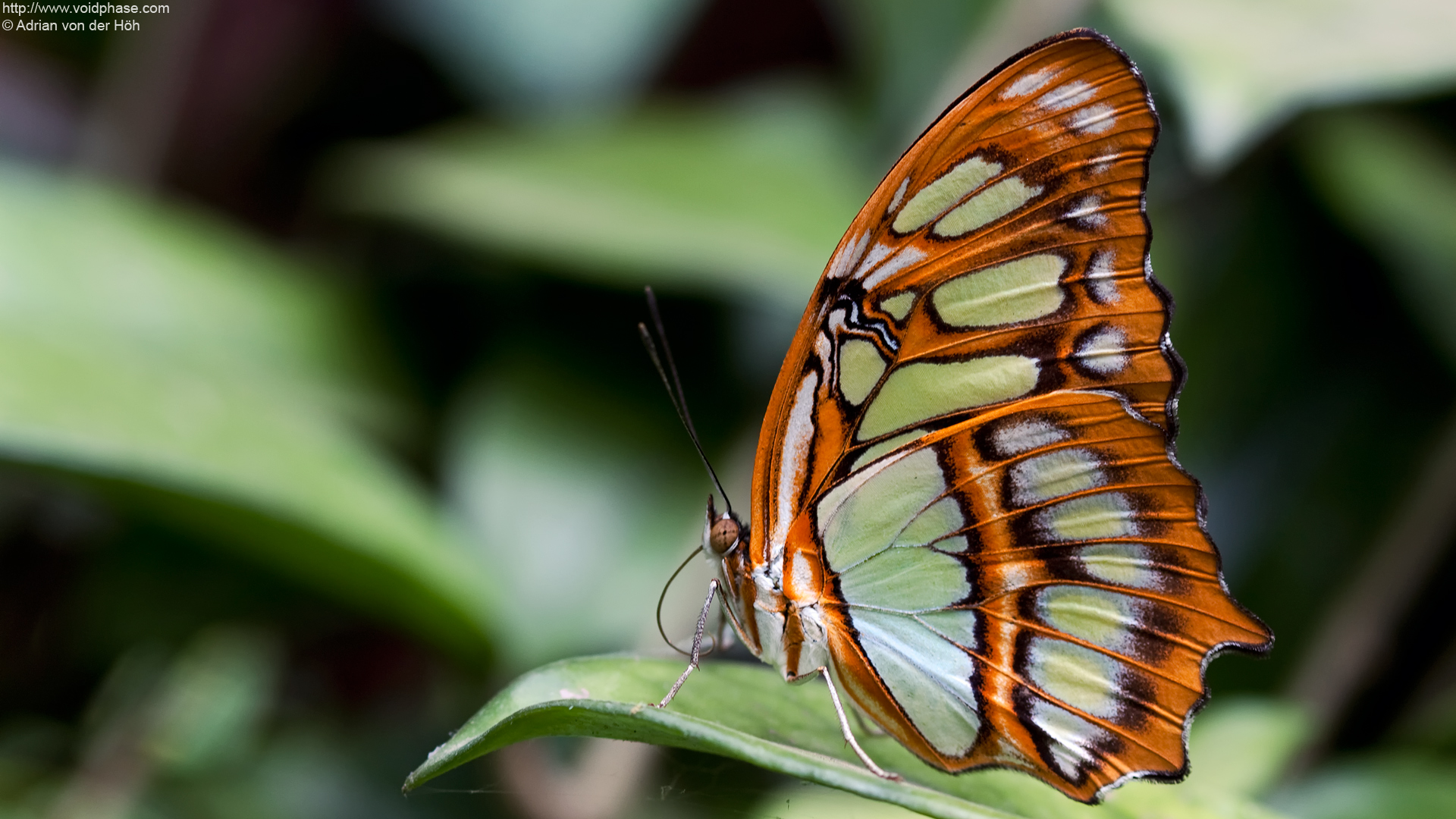 Photo of butterfly: Siproeta stelenes / Malachite (profile ...