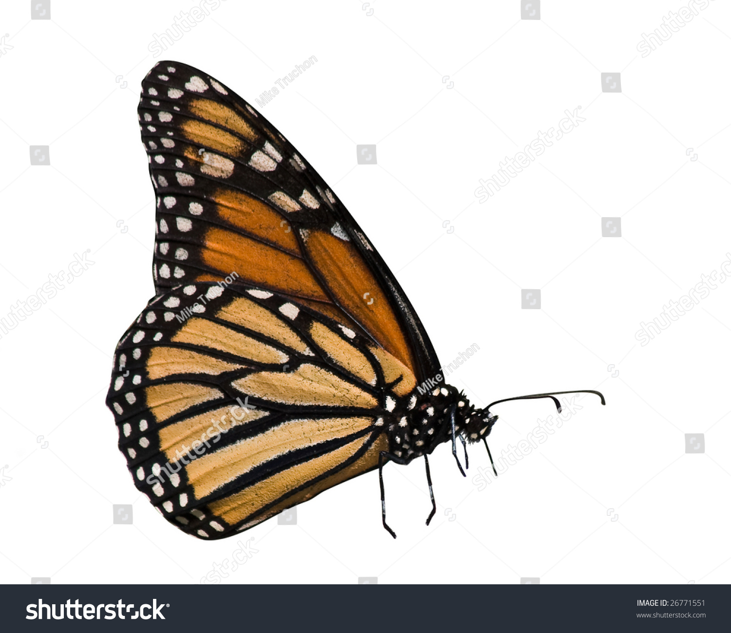 Profile Monarch Butterfly On White Background Stock Photo (Download ...