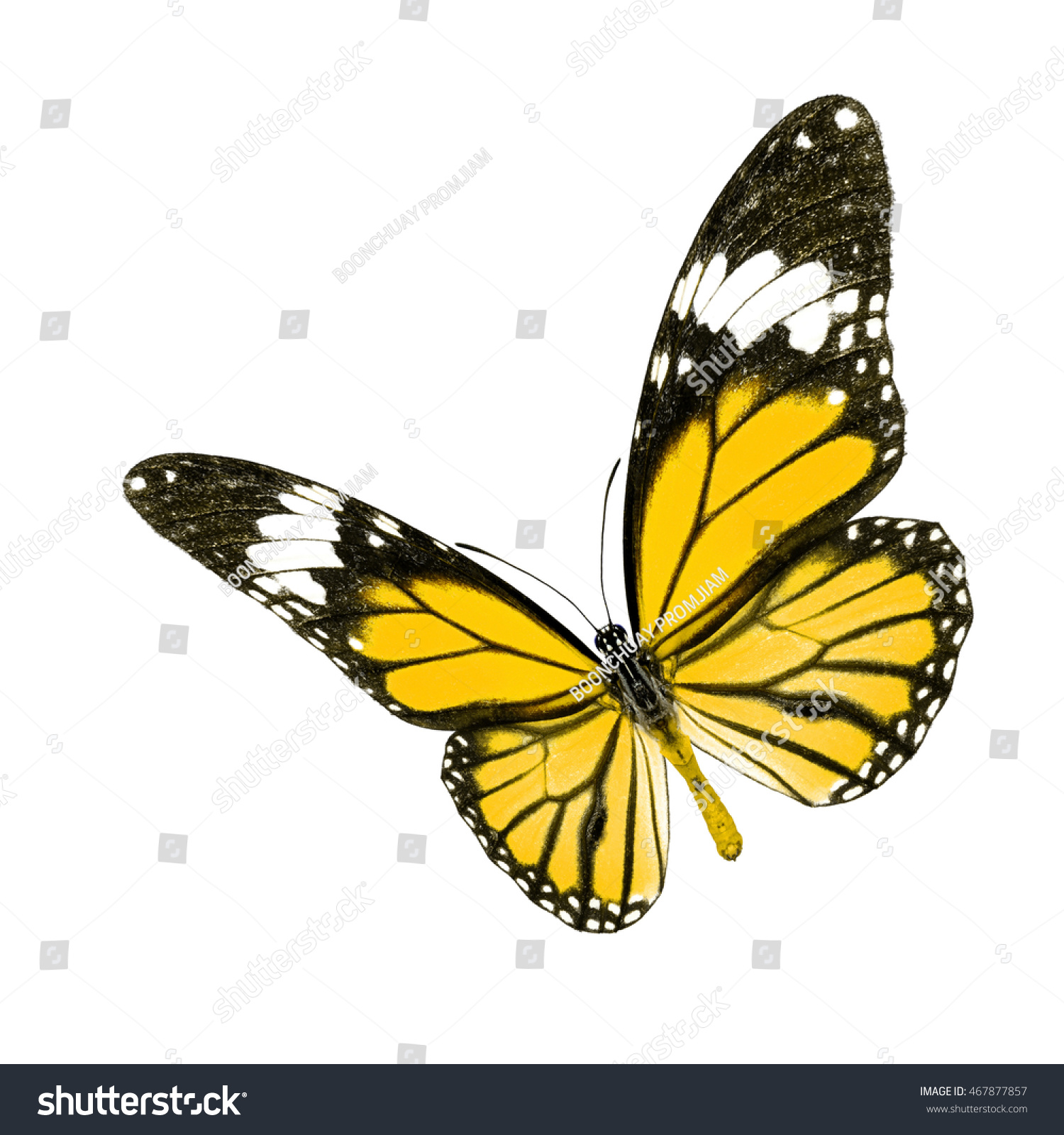 Beautiful Yellow Butterfly Upper Wing Profile Stock Photo (100 ...