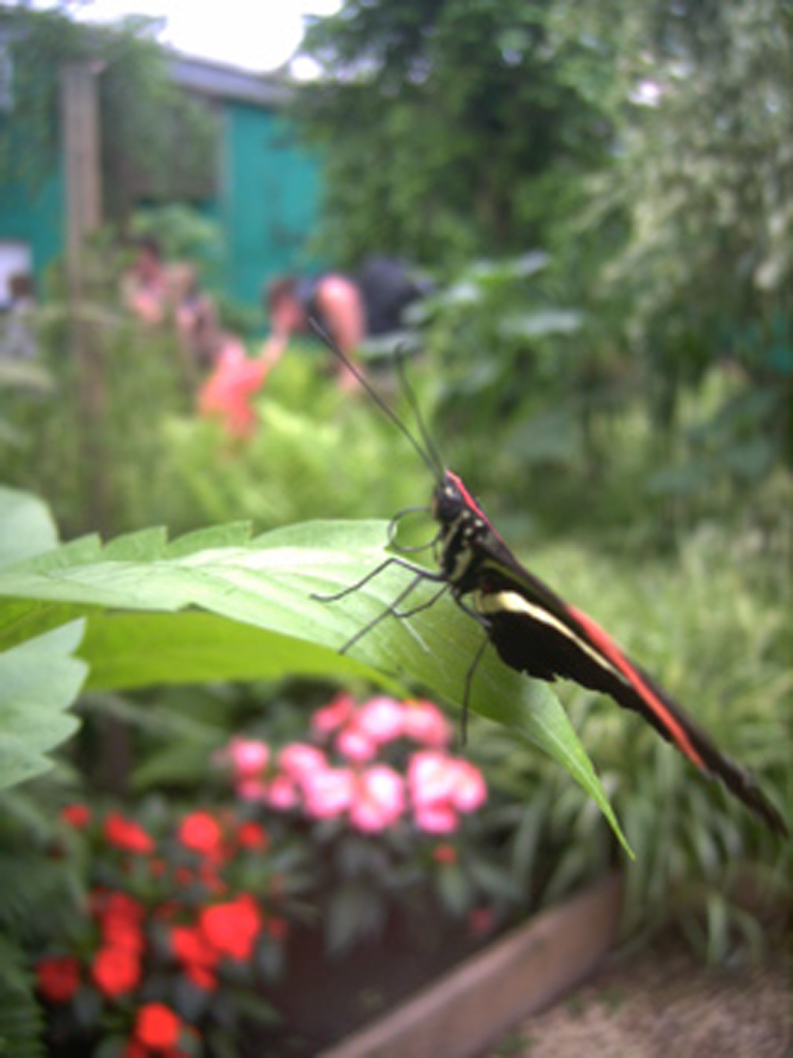 Profile butterfly, Animal, Black, Butterfly, Garden, HQ Photo