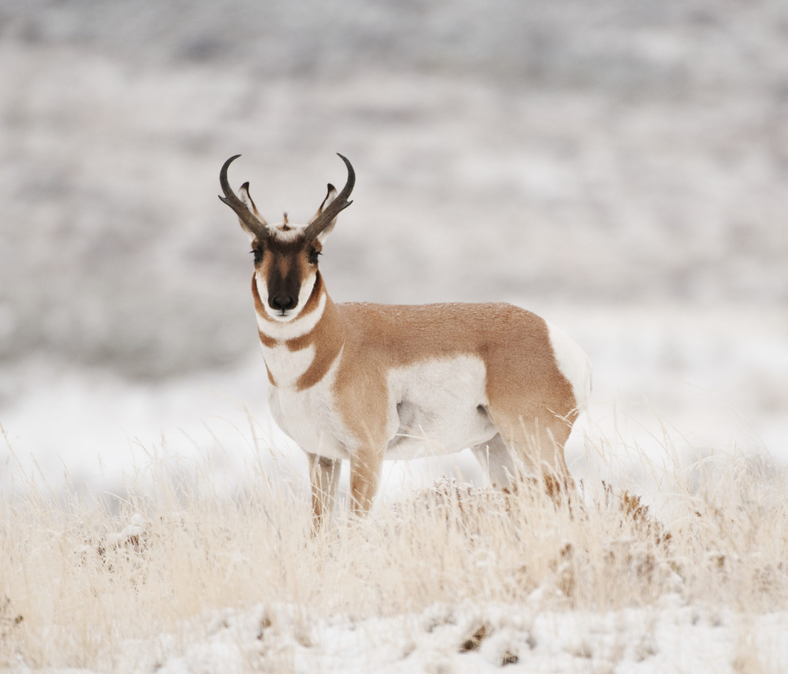 California Pronghorn Antelope Hunting Season, Laws and Locations for ...