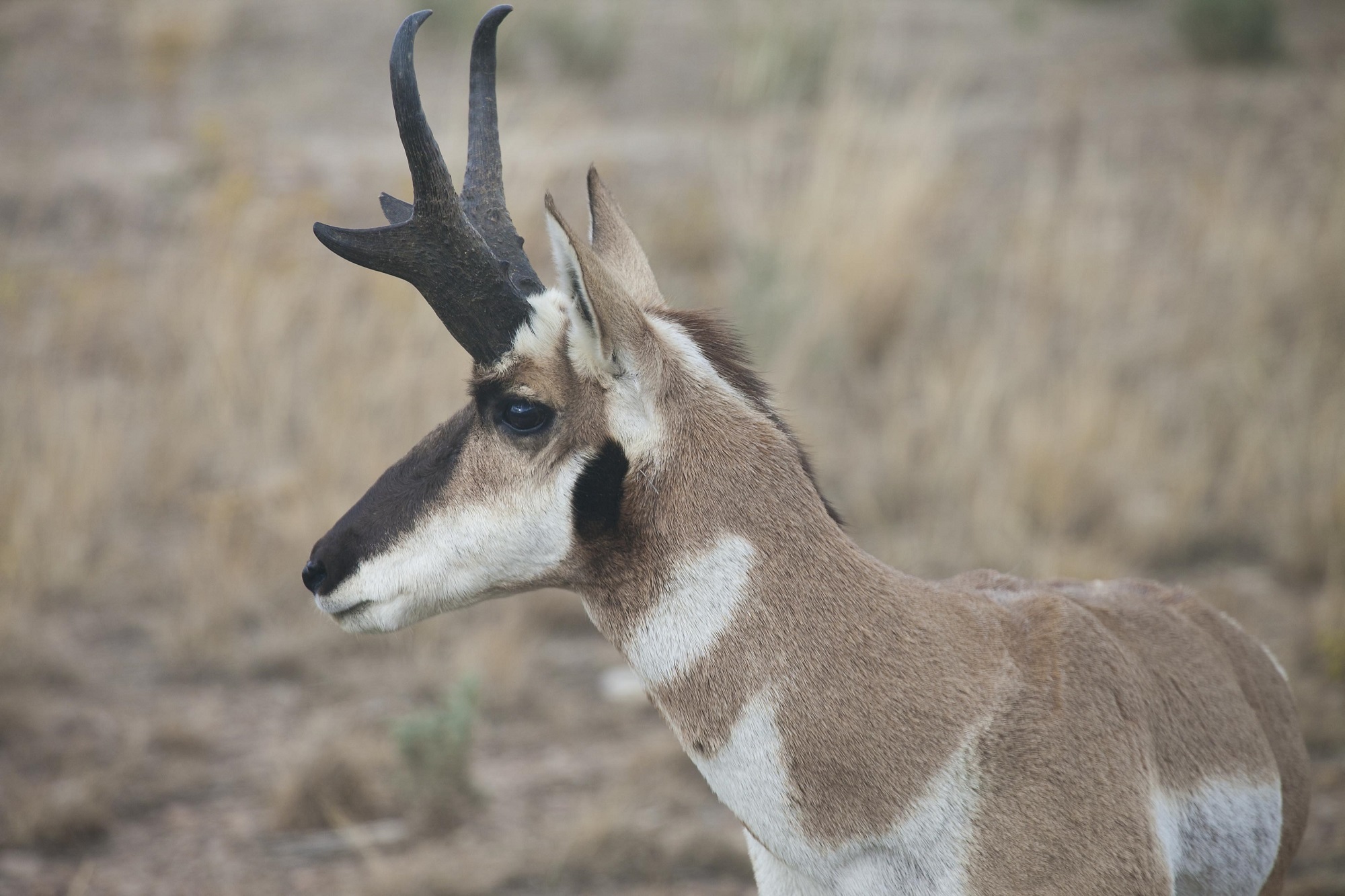 Pronghorn Antelope, Animal, Antelope, Jungle, Nature, HQ Photo