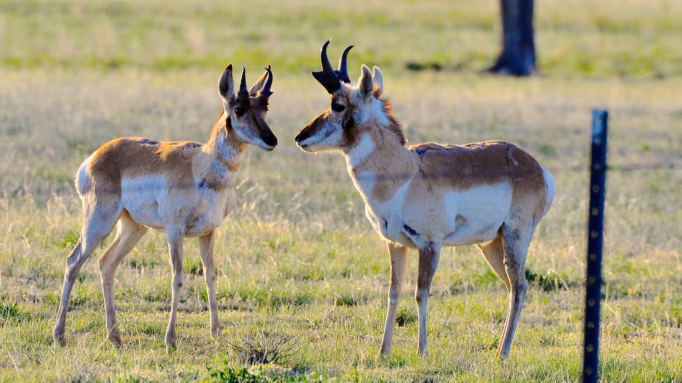 How Can the Pronghorn Cross the Fence? – Cool Green Science