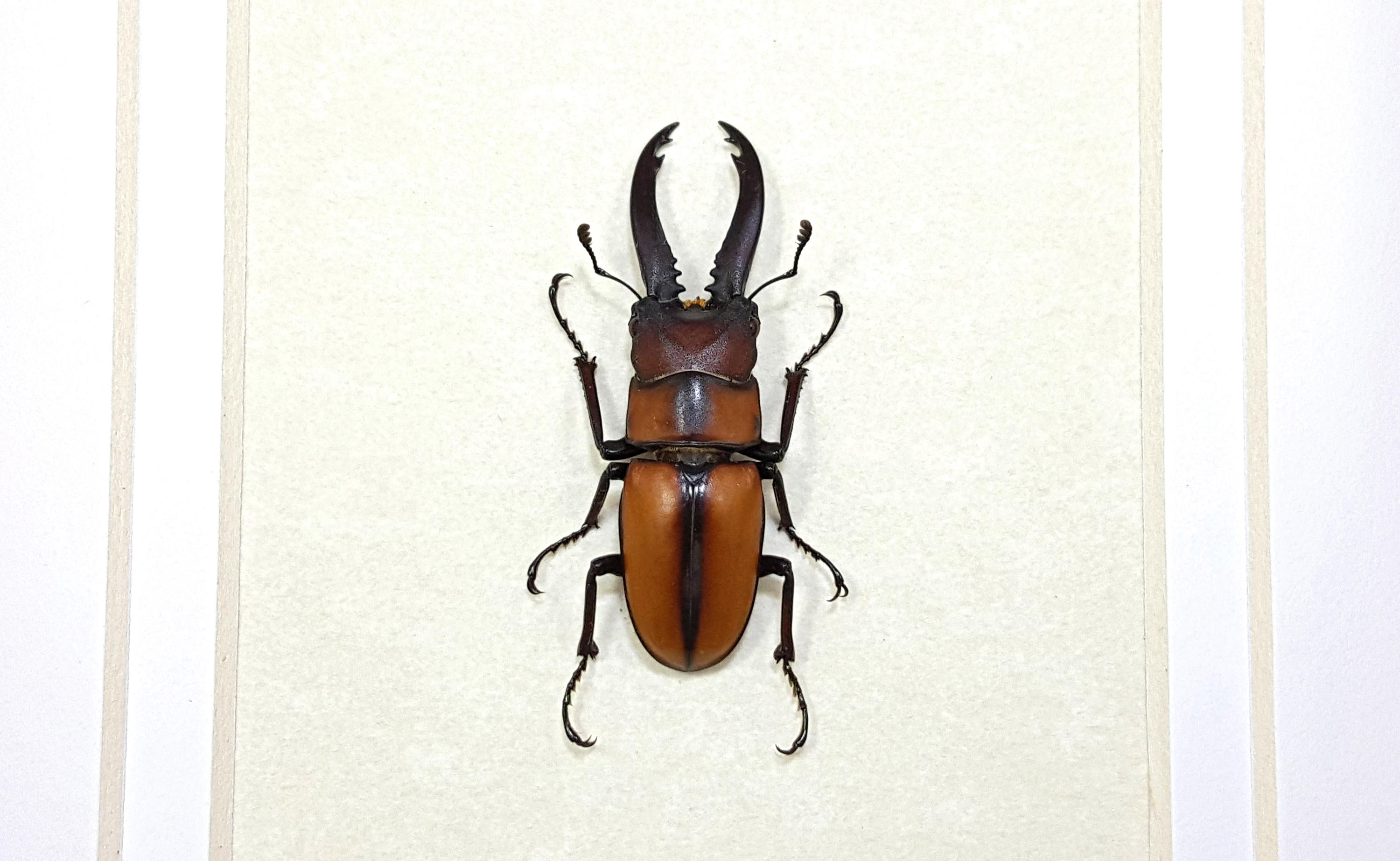 Real Framed Prosopocoilus Mohnikei Stag Beetle Taxidermy A1