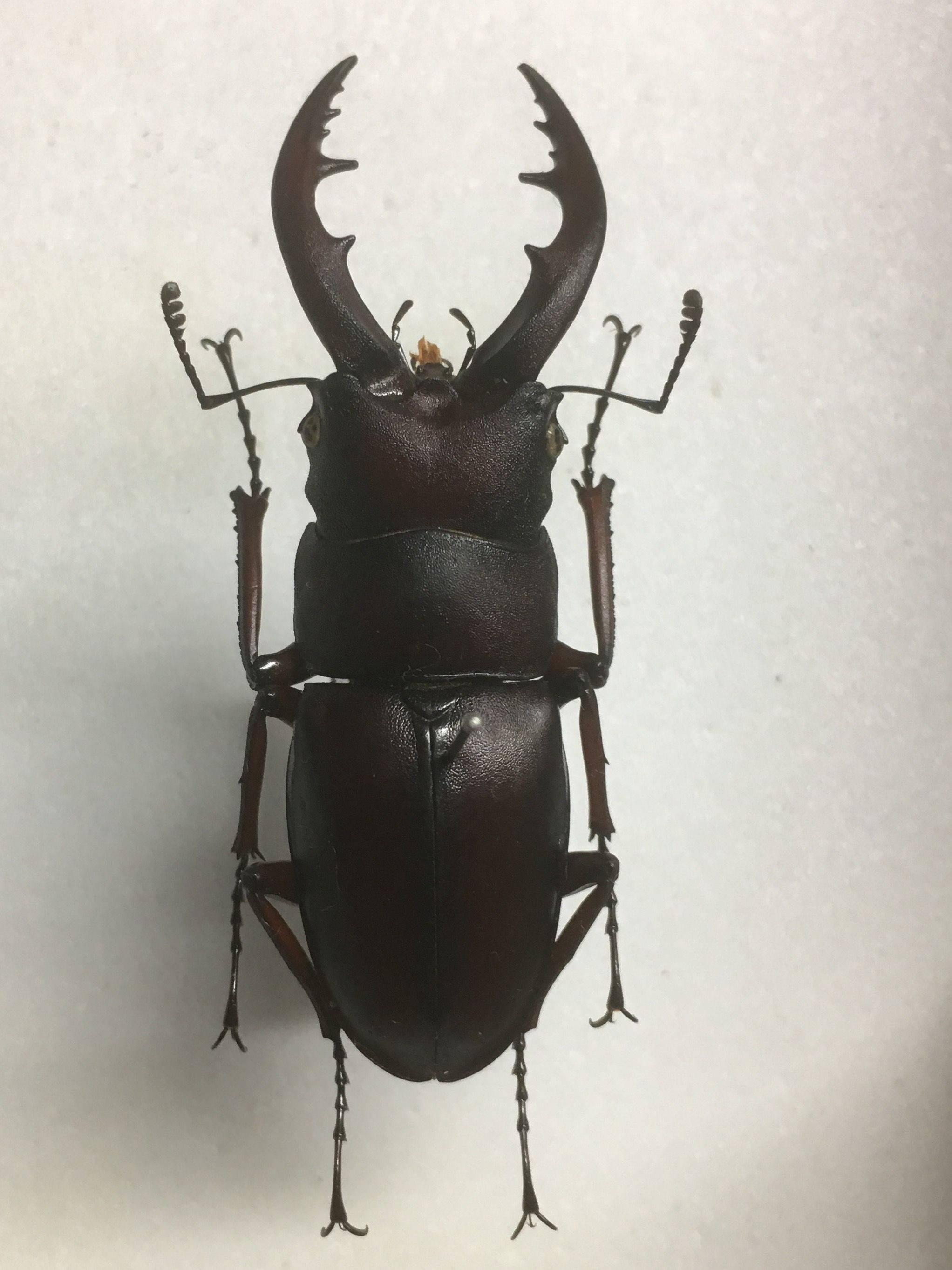 Prosopocoilus inclinatus yakushimaensis Adachi,2014 | Insects ...