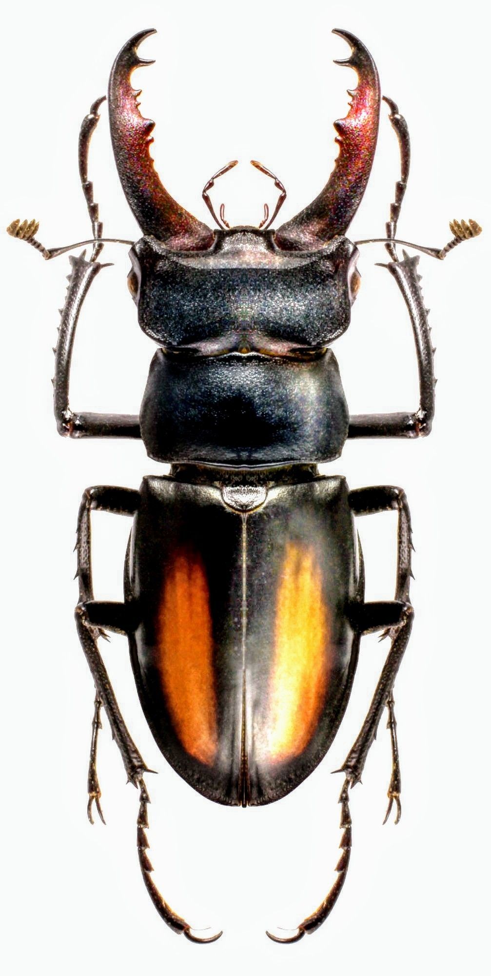 Prosopocoilus zebra beetle photo