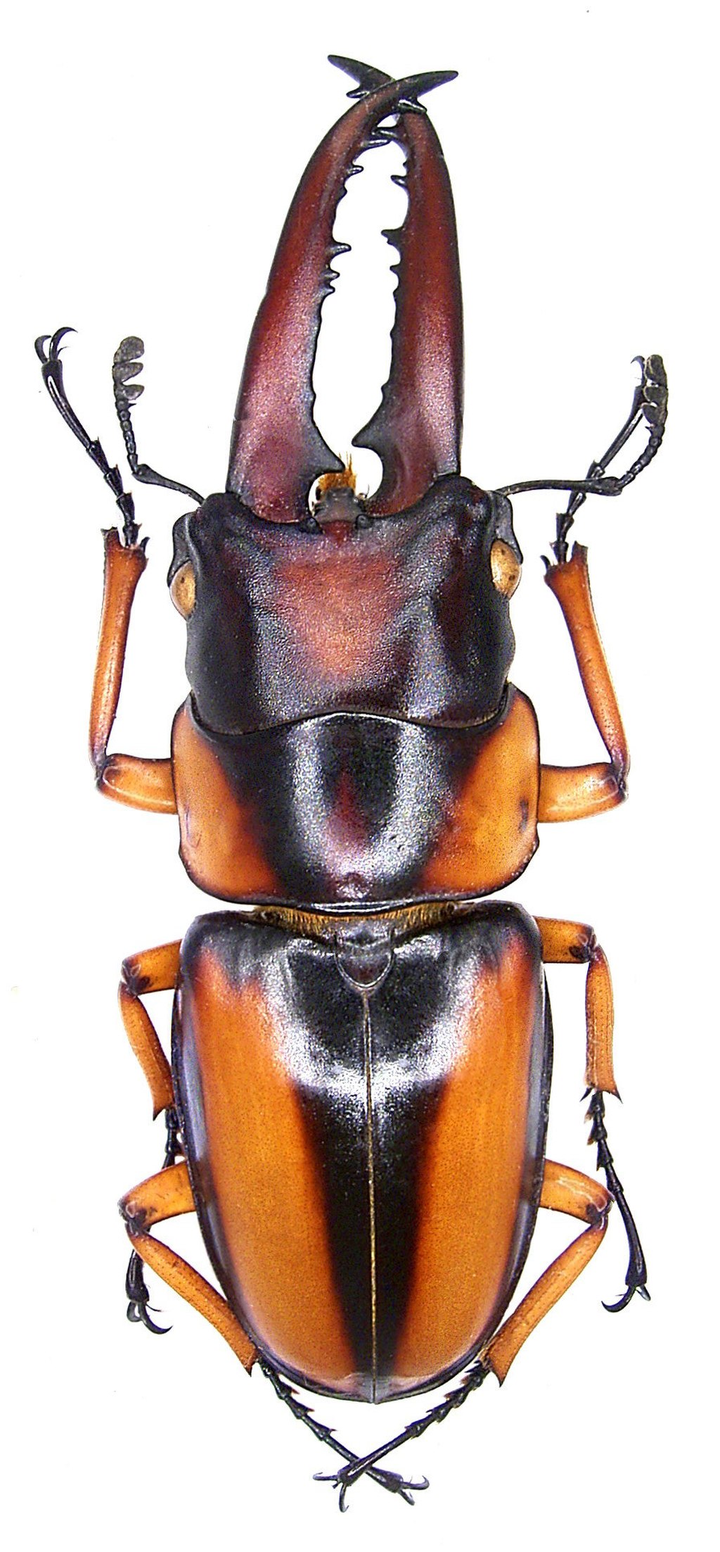 Genus Prosopocoilus · iNaturalist.org