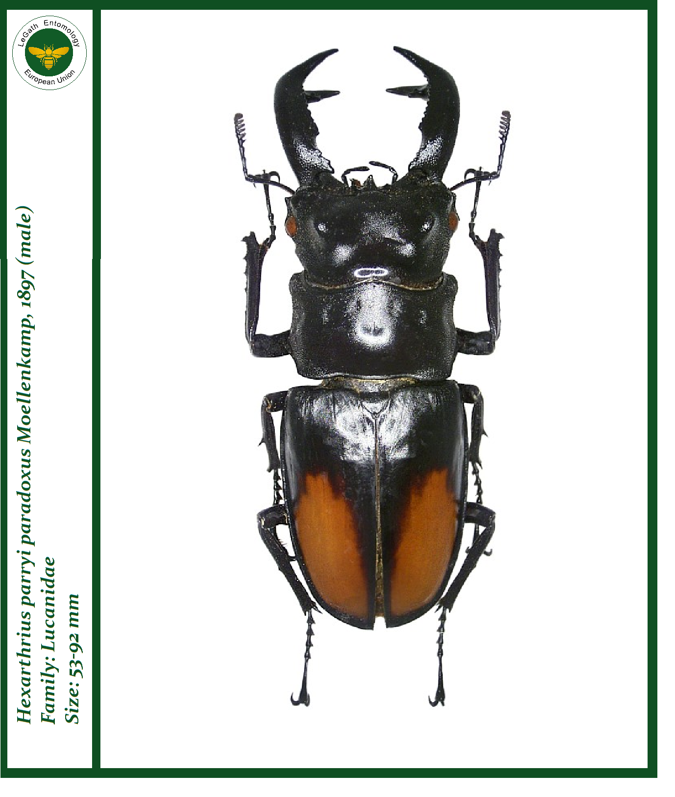 Pin by Александр Овчинников on Жучки,жуки и жучищи | Pinterest | Insects