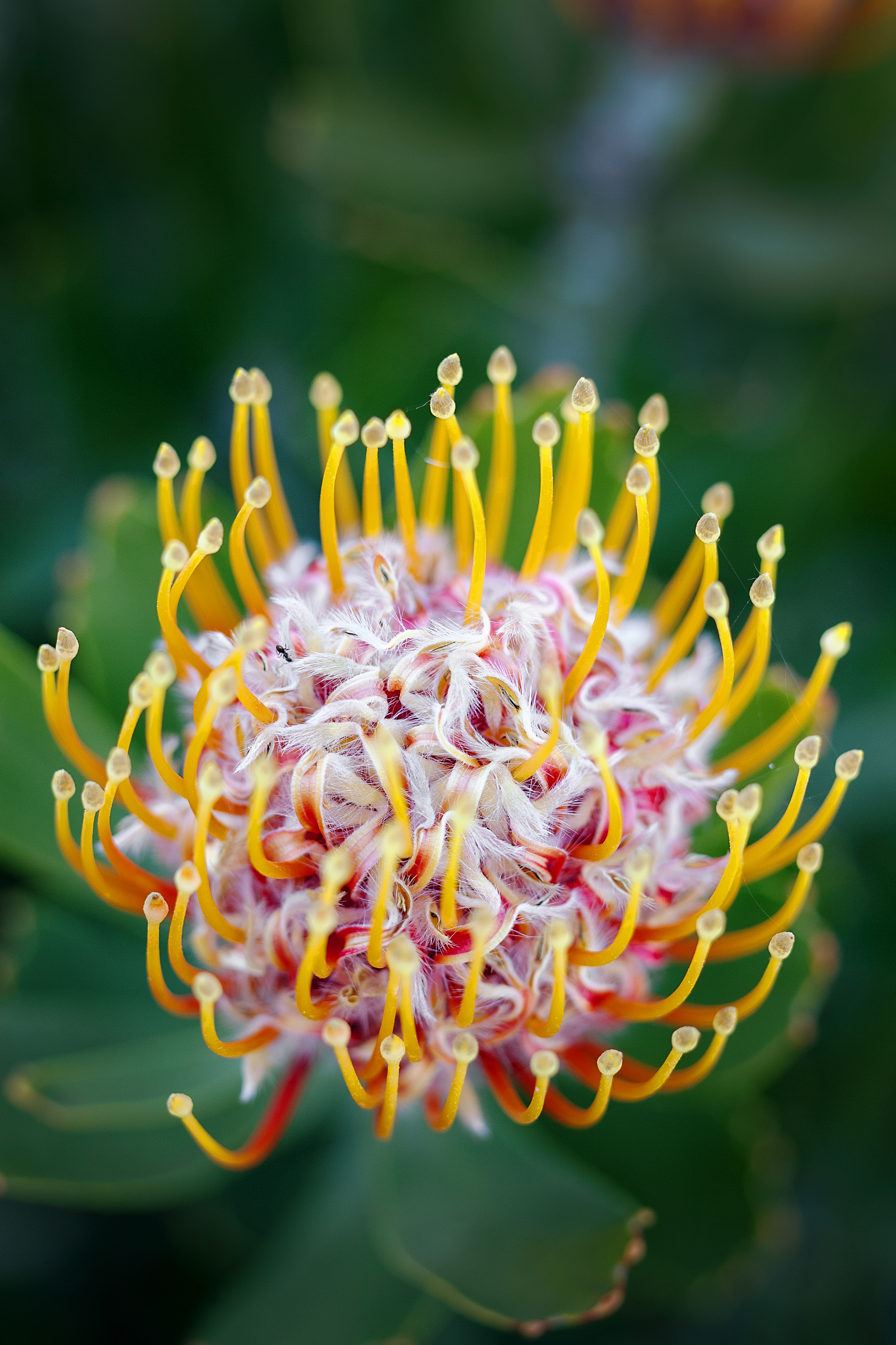 13 Stunning Protea Flowers - Sunset Magazine