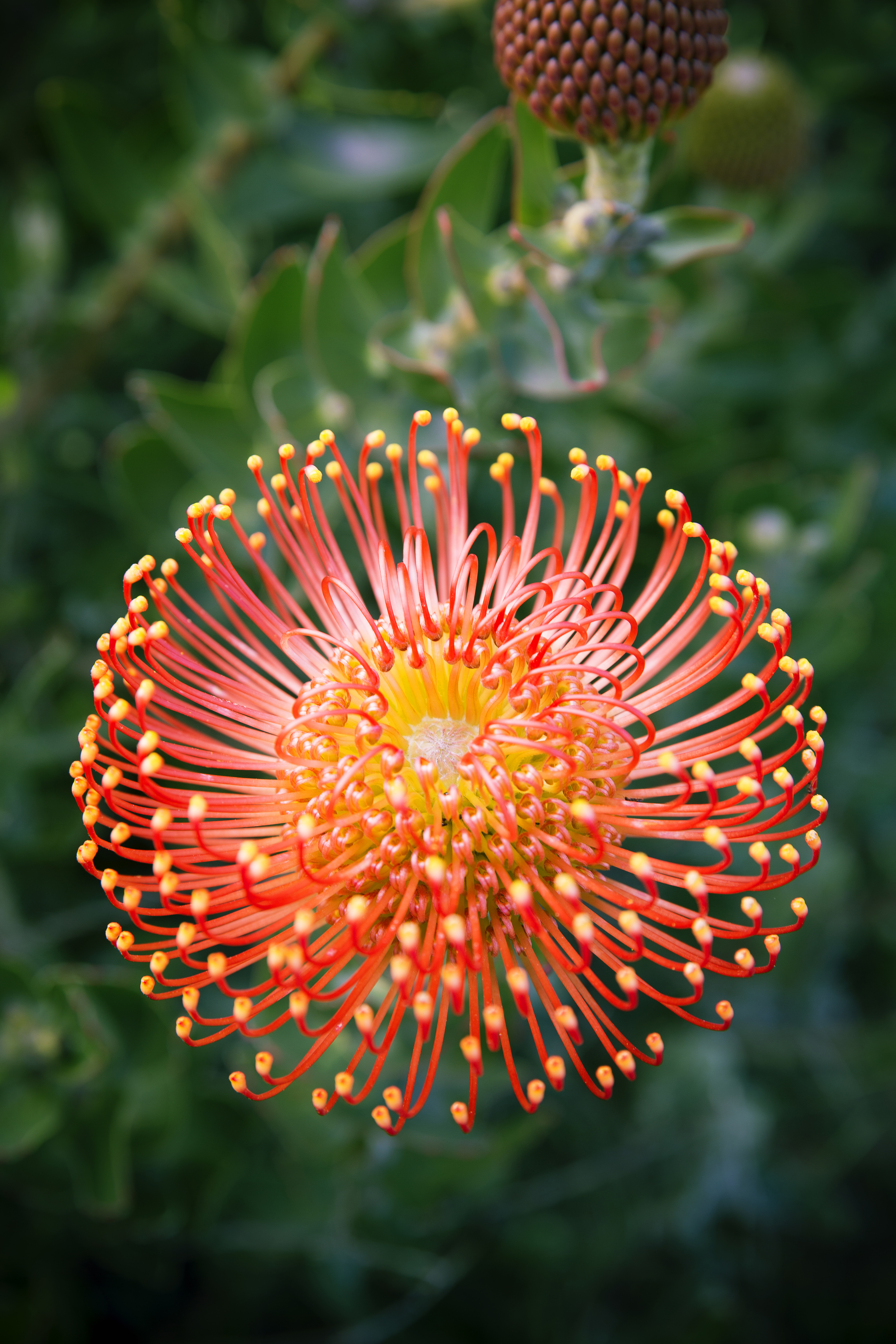 13 Stunning Protea Flowers - Sunset Magazine
