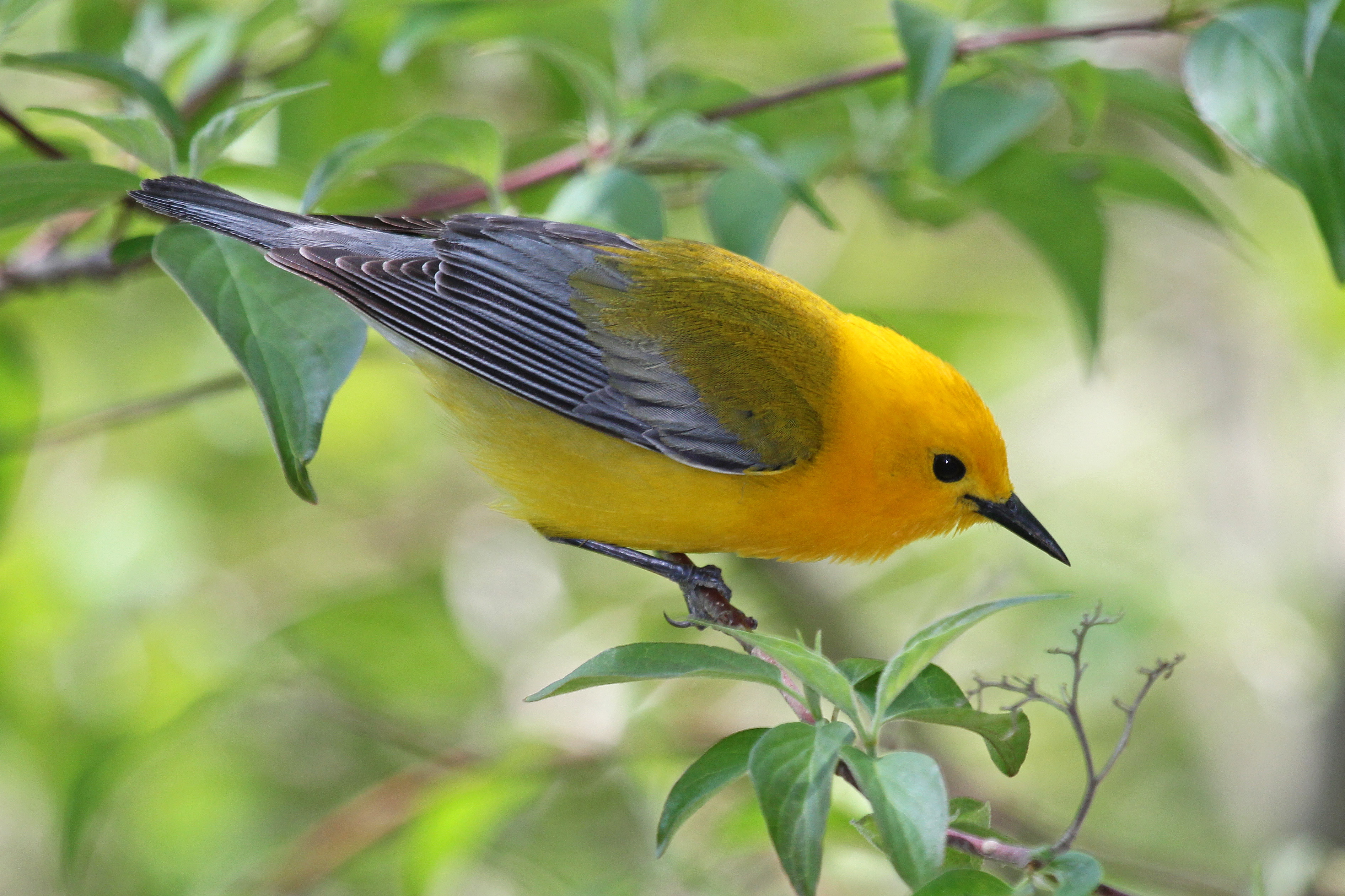 Prothonotary Warbler Archives - BirdWatching