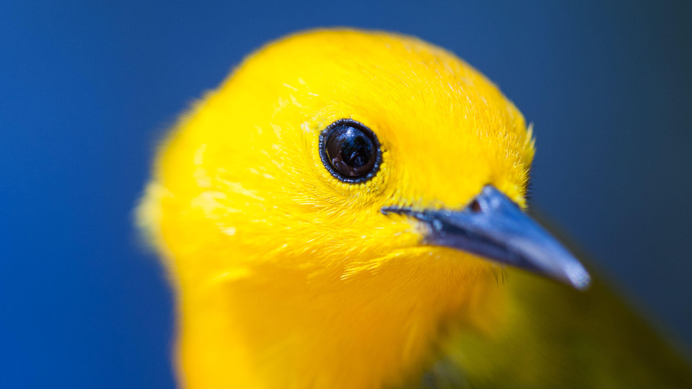 Prothonotary Warbler | Audubon Field Guide