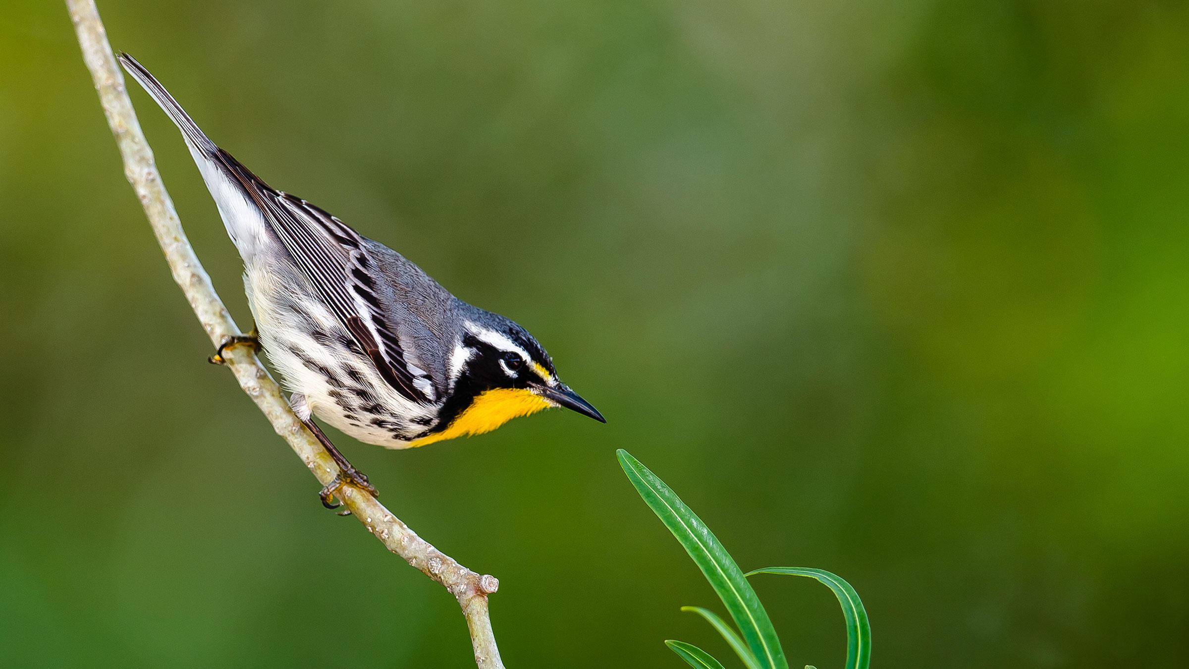 Birdist Rule #70: Get Prepared for Spring Migration | Audubon
