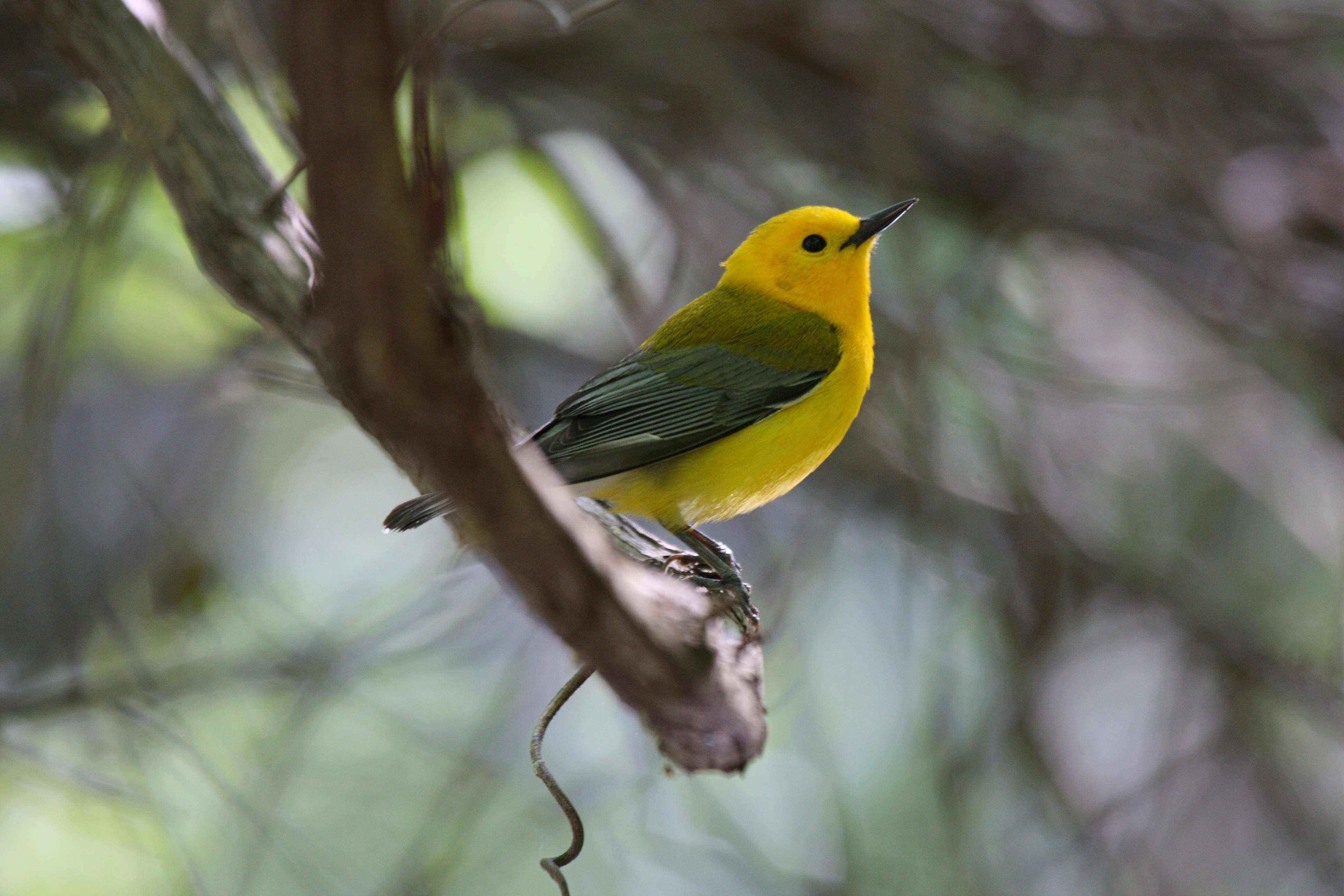 File:Prothonotary Warbler.jpg - Wikimedia Commons