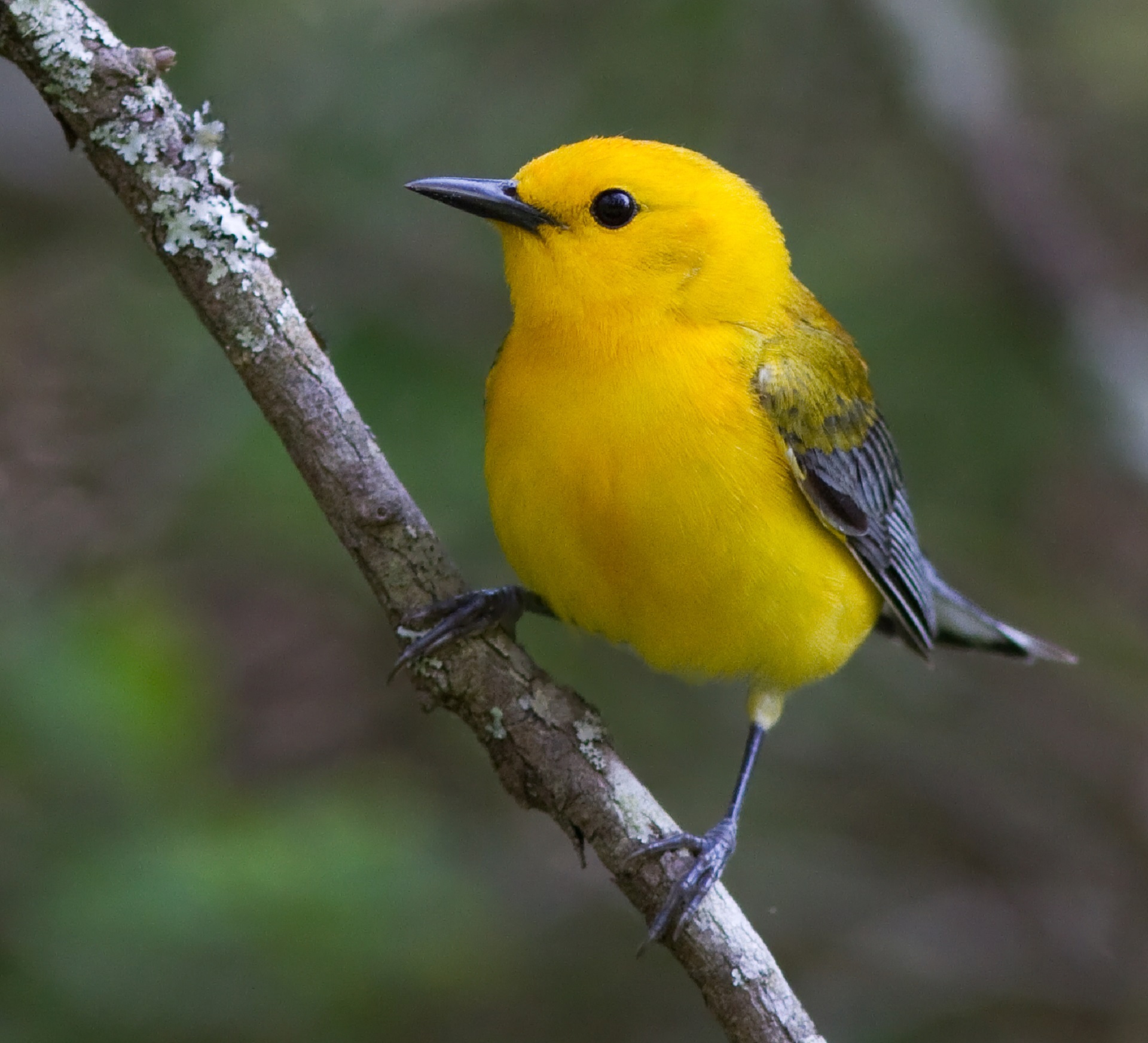 Про желтую птичку. Танагровый певун. Жёлтая древесница (Dendroica petechia). Yellow Warbler птица. Зяблик желтый.