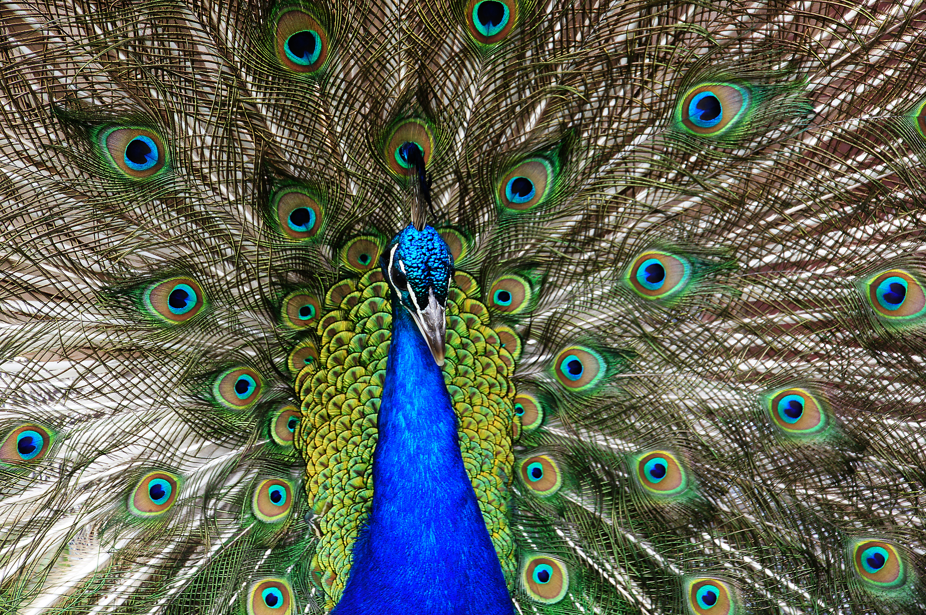 Proud as a Peacock., Abstract, Animal, Bird, Birds, HQ Photo