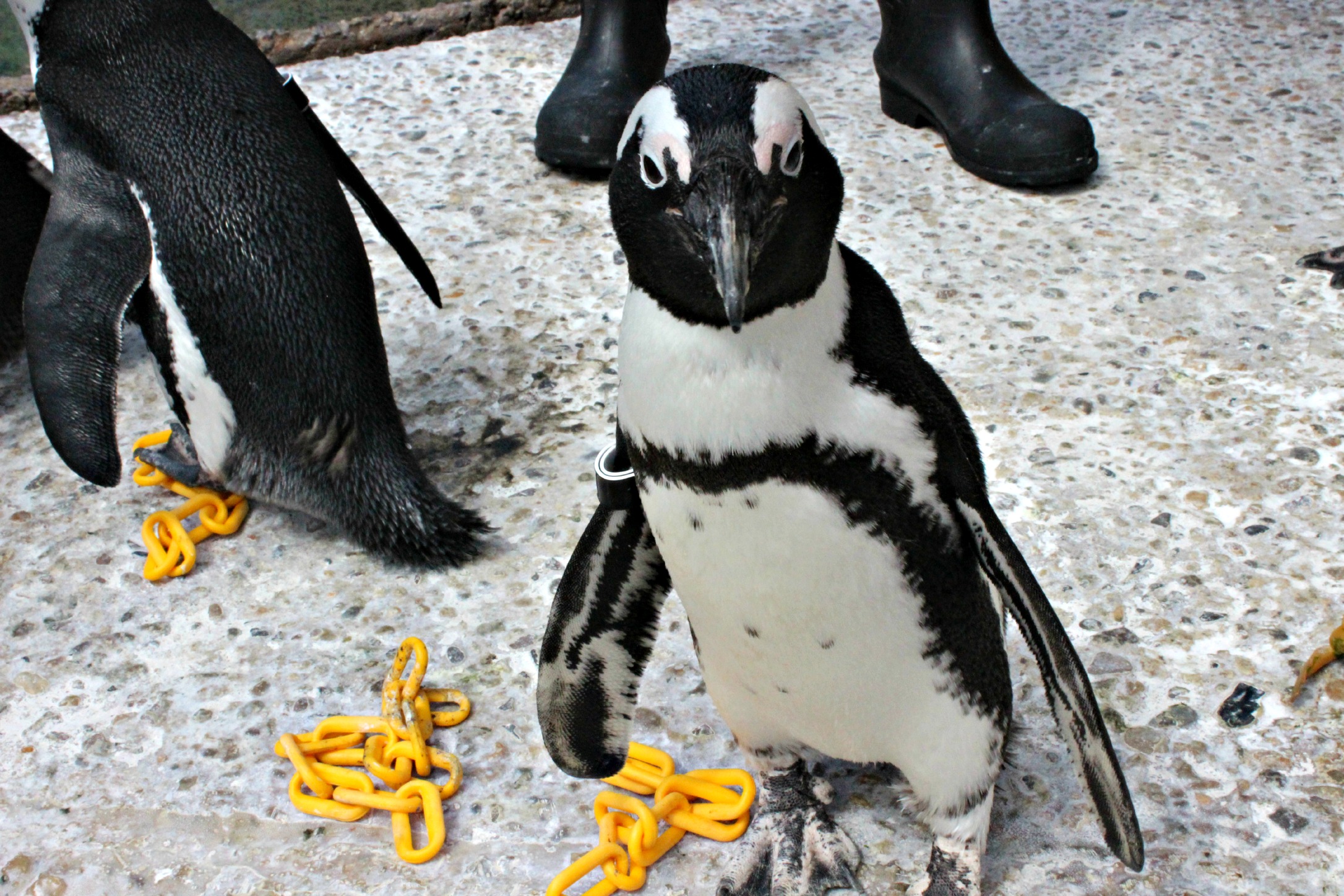 Penguins – Adventure Insider
