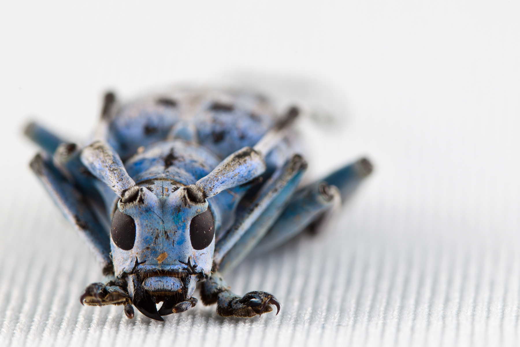 Pseudomyagrus Waterhousei Beetles