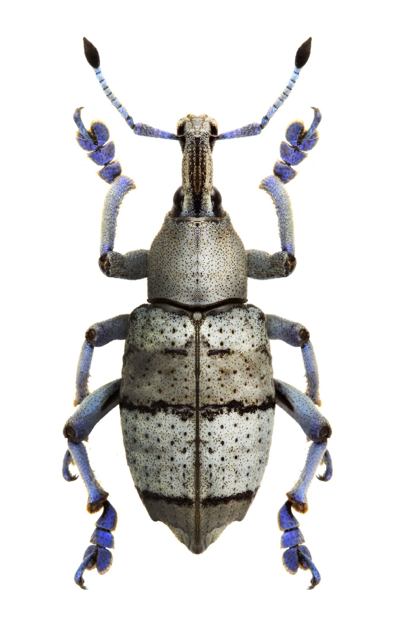 Eupholus amalulu semianthracina | insects ,bugs,entomology ...