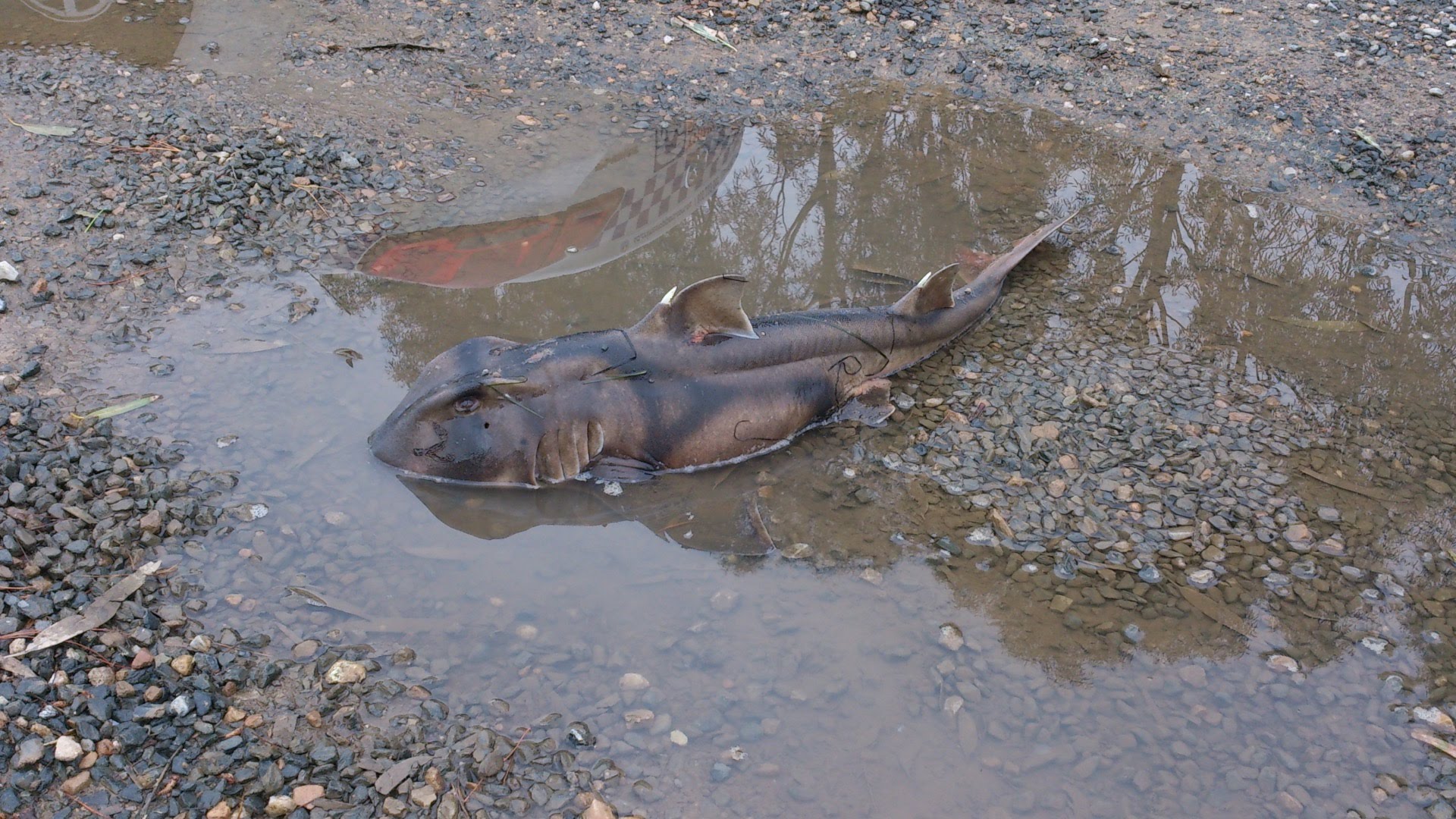Mystery Surrounds Shark Found In Street Puddle In Australia - YouTube