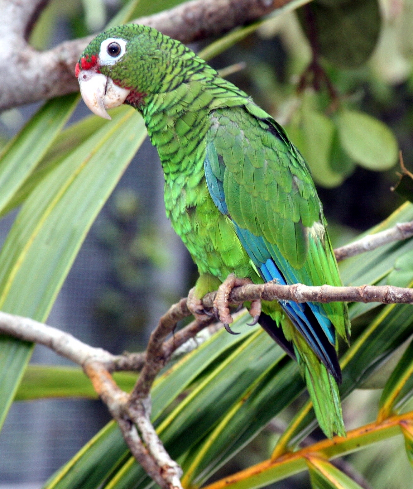 Puerto rican parrot photo