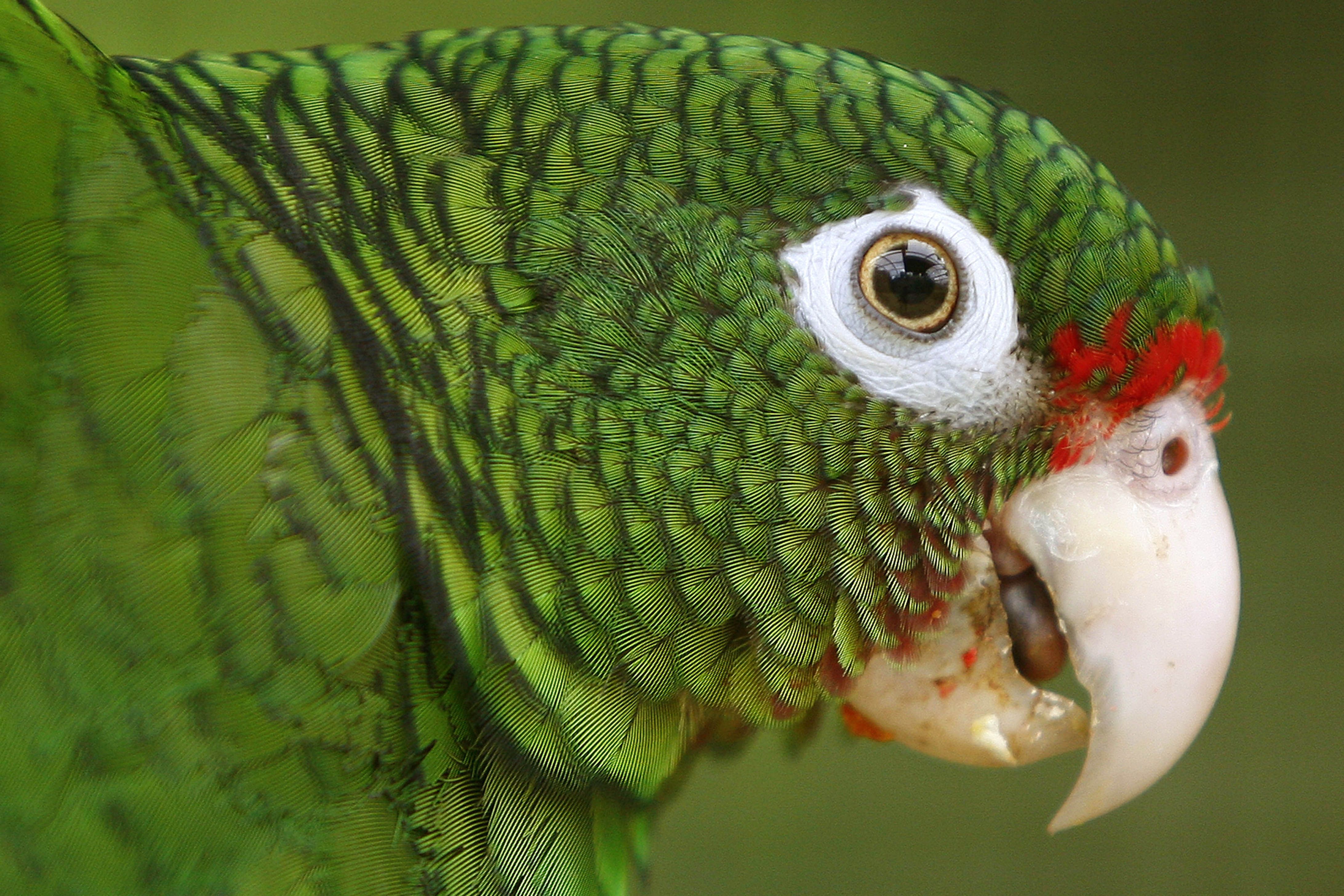 Report: Puerto Rican parrot makes major comeback