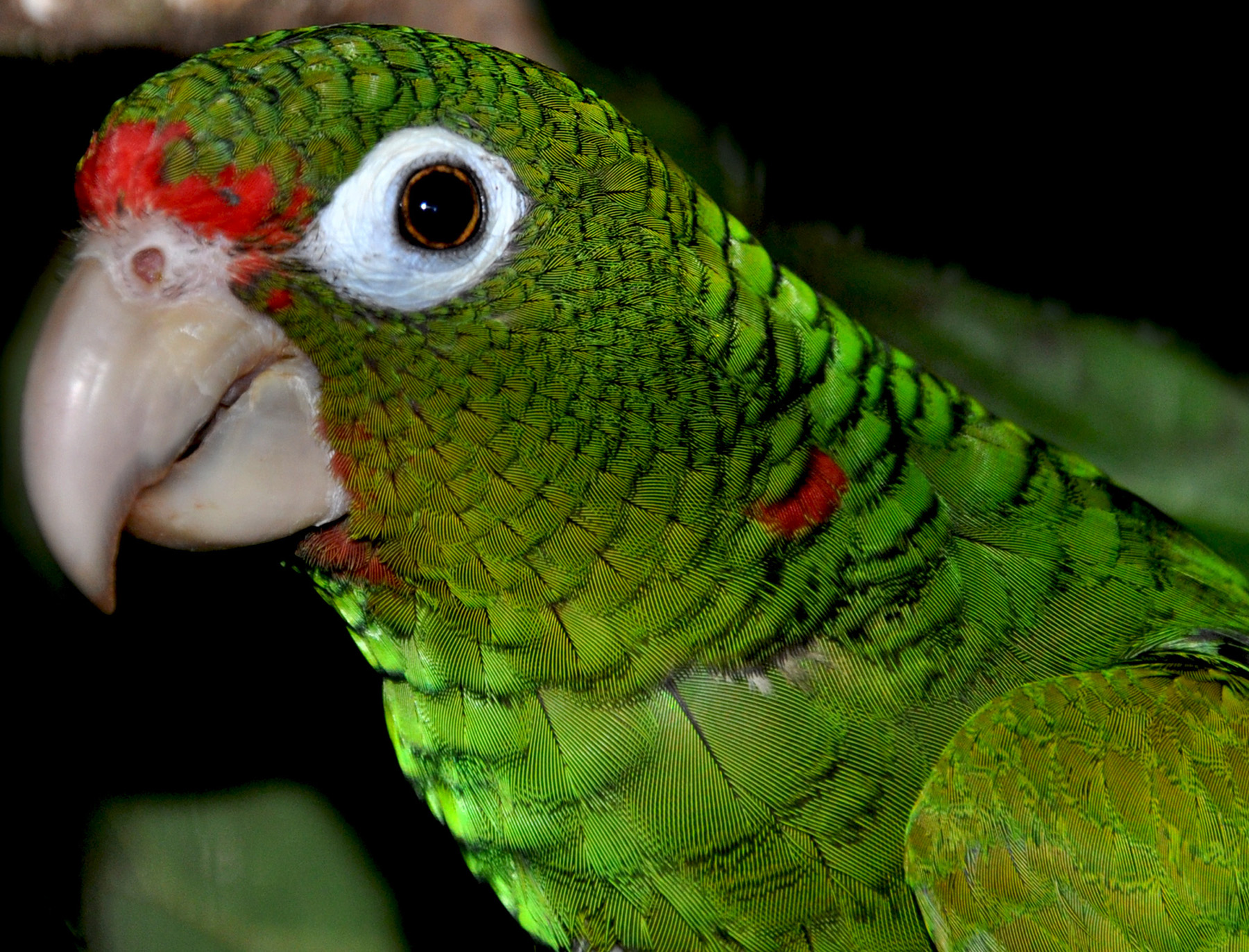 Puerto Rican Parrot - AvesPR.org