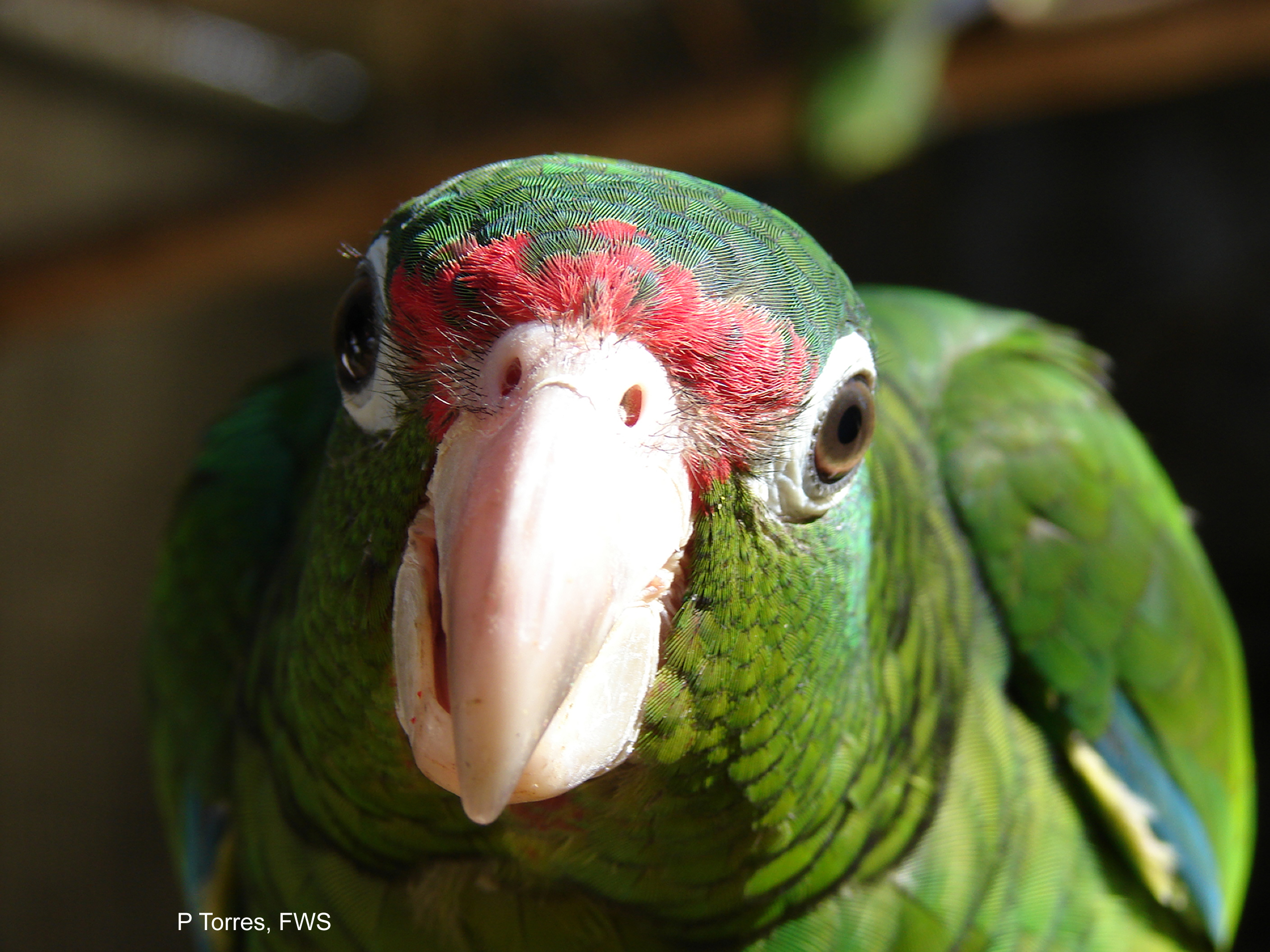 The Puerto Rican Parrot | You, Me, & Biodiversity