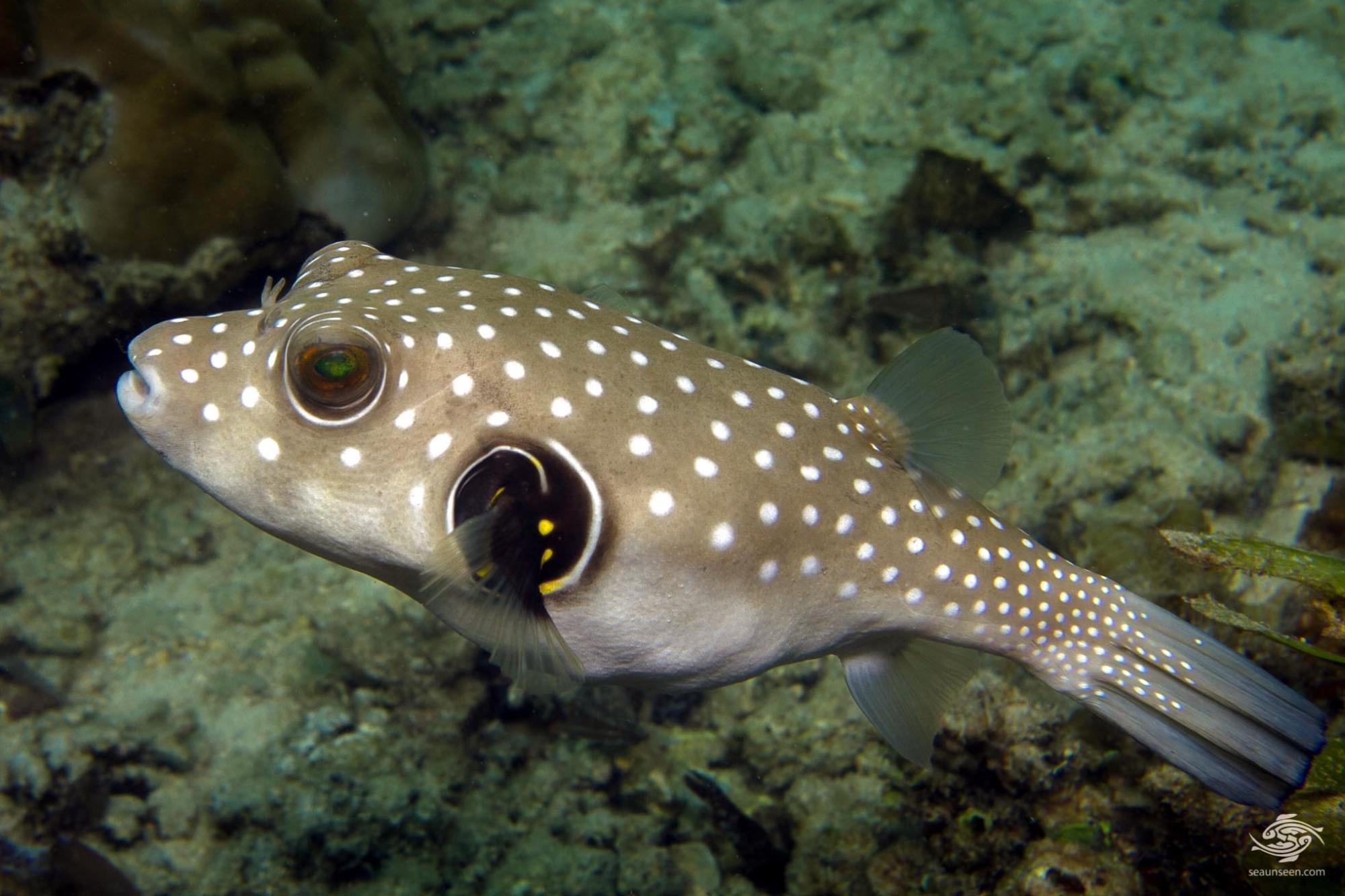 White Spotted Pufferfish - Facts and Photographs - Seaunseen