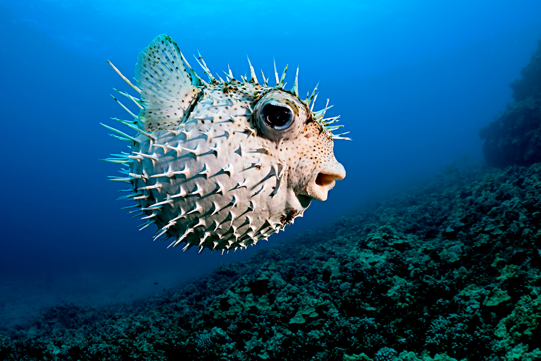 Japanese Company Develops Non Poisonous Fugu Puffer Fish | The Feast