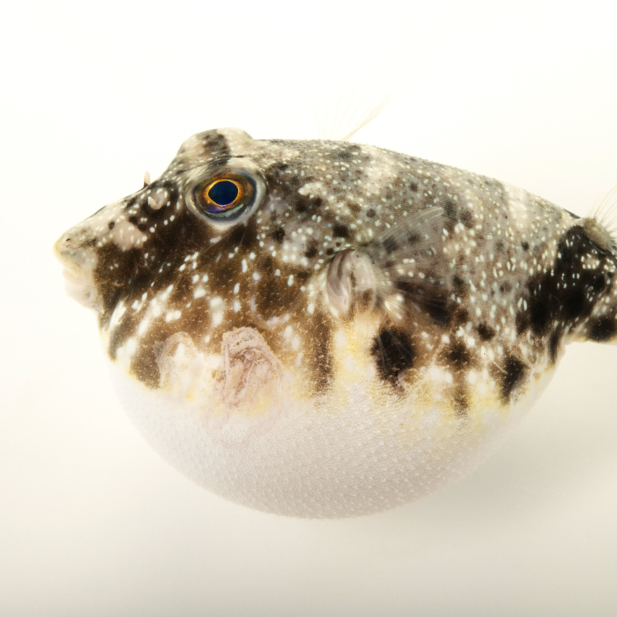 Pufferfish | National Geographic