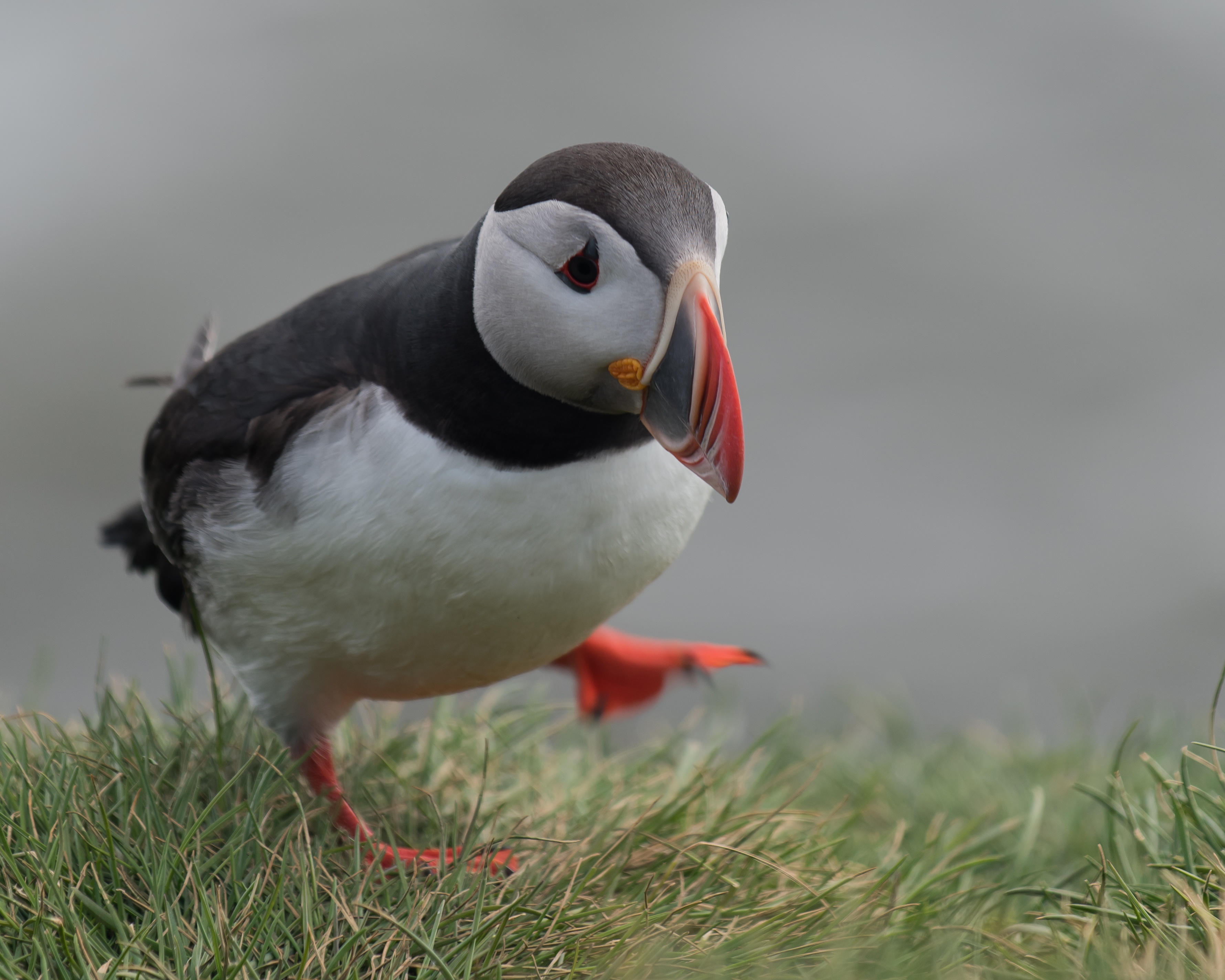 5 things you may not know about the Puffin