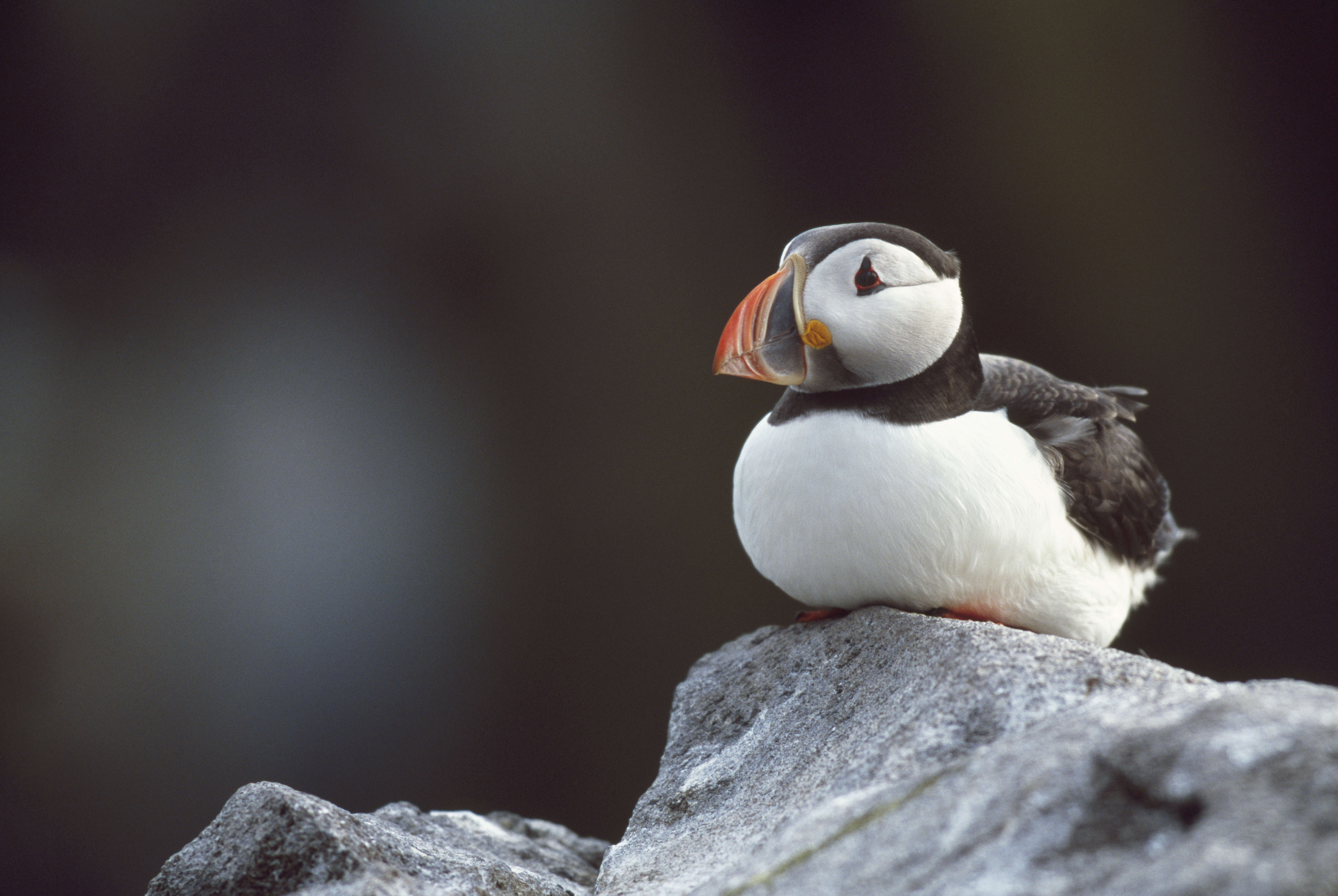 Puffin Bird Facts | Fratercula Arctica - The RSPB