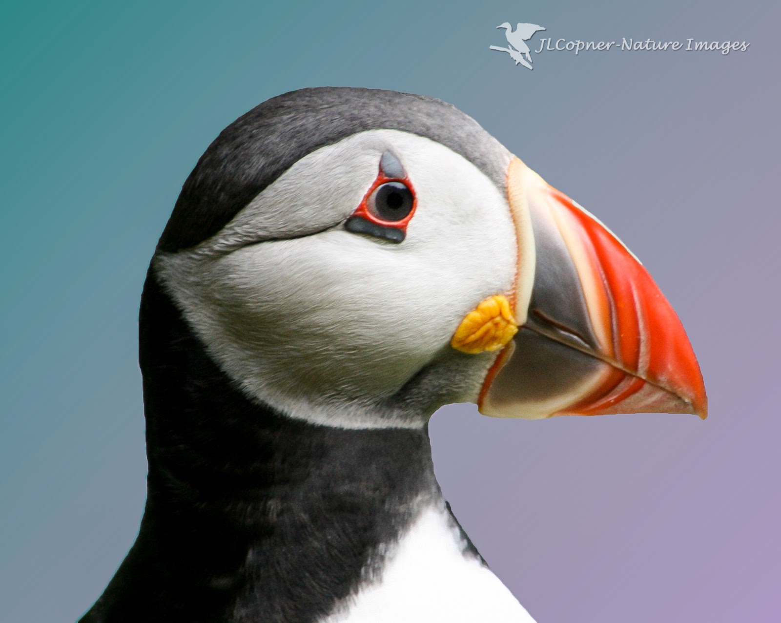 Puffins of the Skellig isles ,Ireland: Puffin portrait