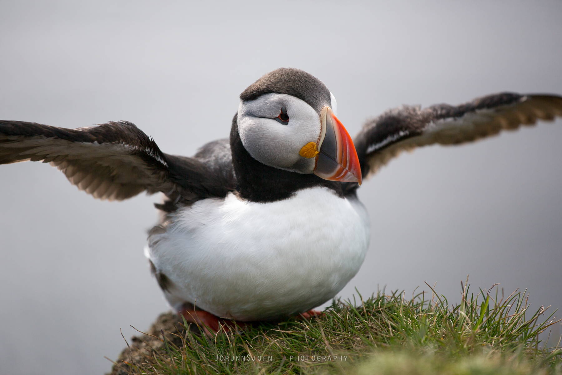 Puffins in Iceland | Guide to Iceland