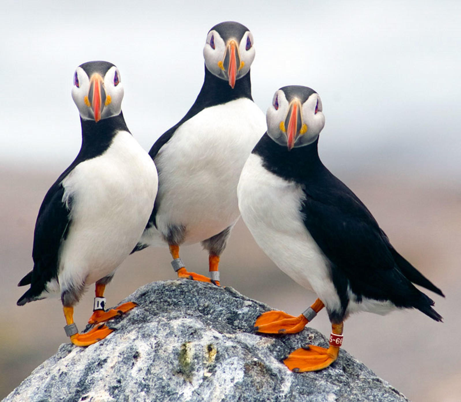 It's Essential That We Protect the Atlantic Puffin's Wintering ...