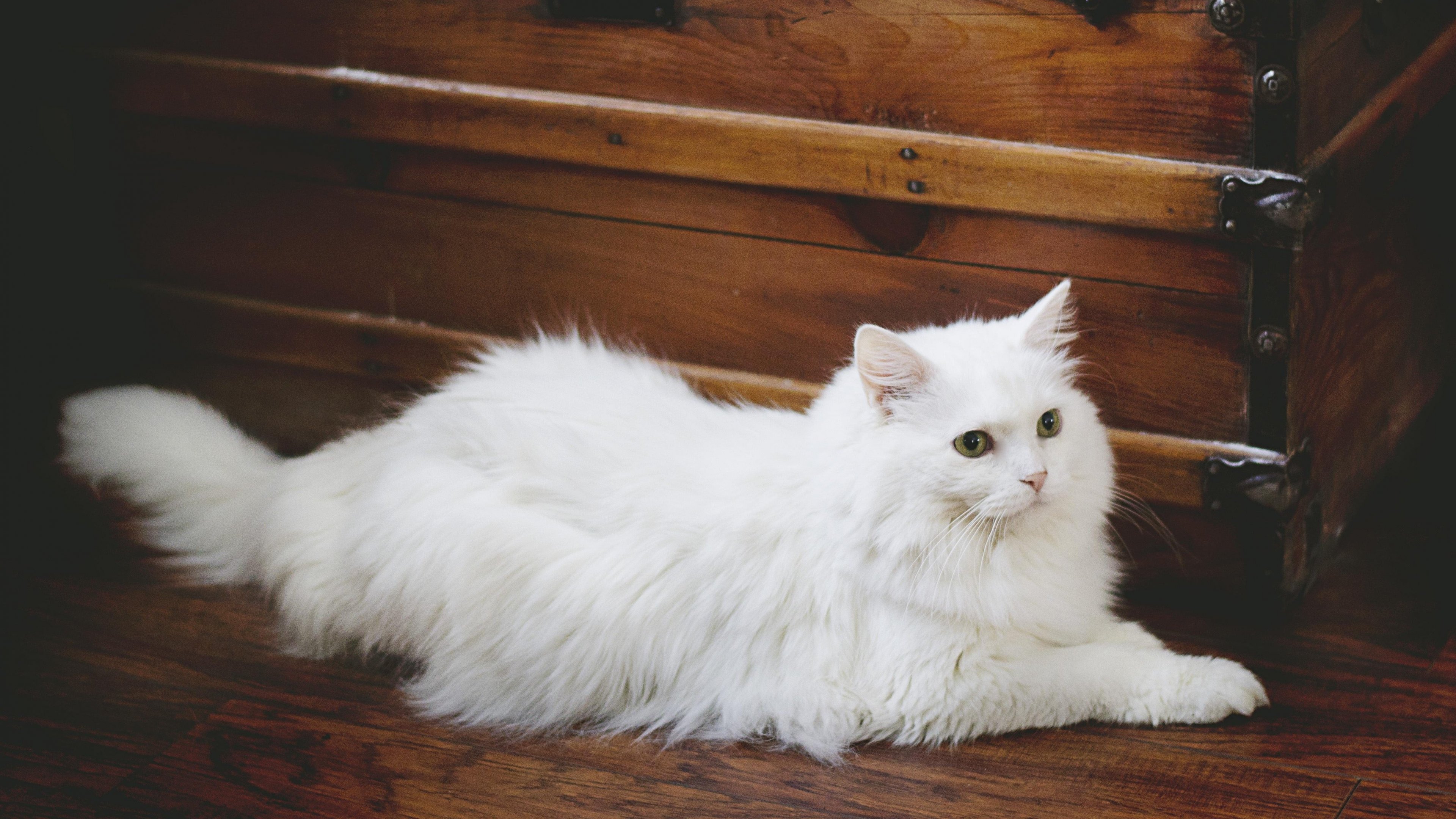 Elegant White Fluffy Cat Wallpaper - Mobile & Desktop Background