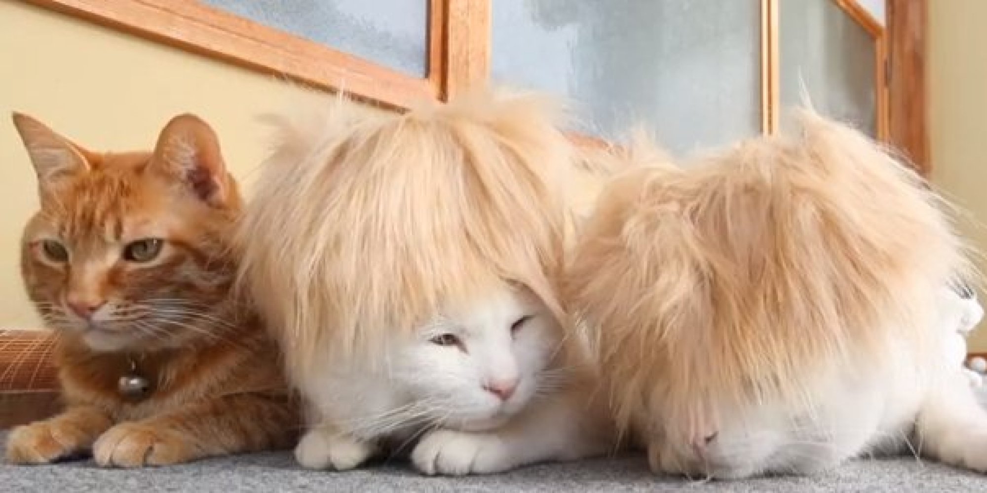 Just Zone Out On These Two Cats Wearing Puffy Wigs For A While ...