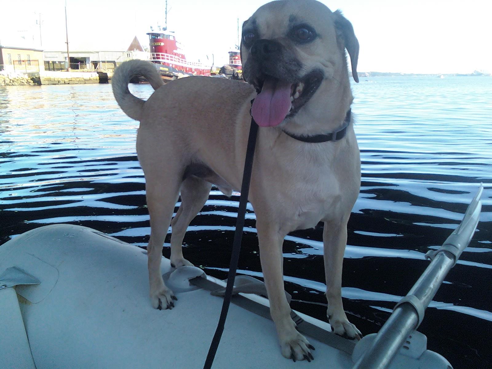 Puggle on a boat photo