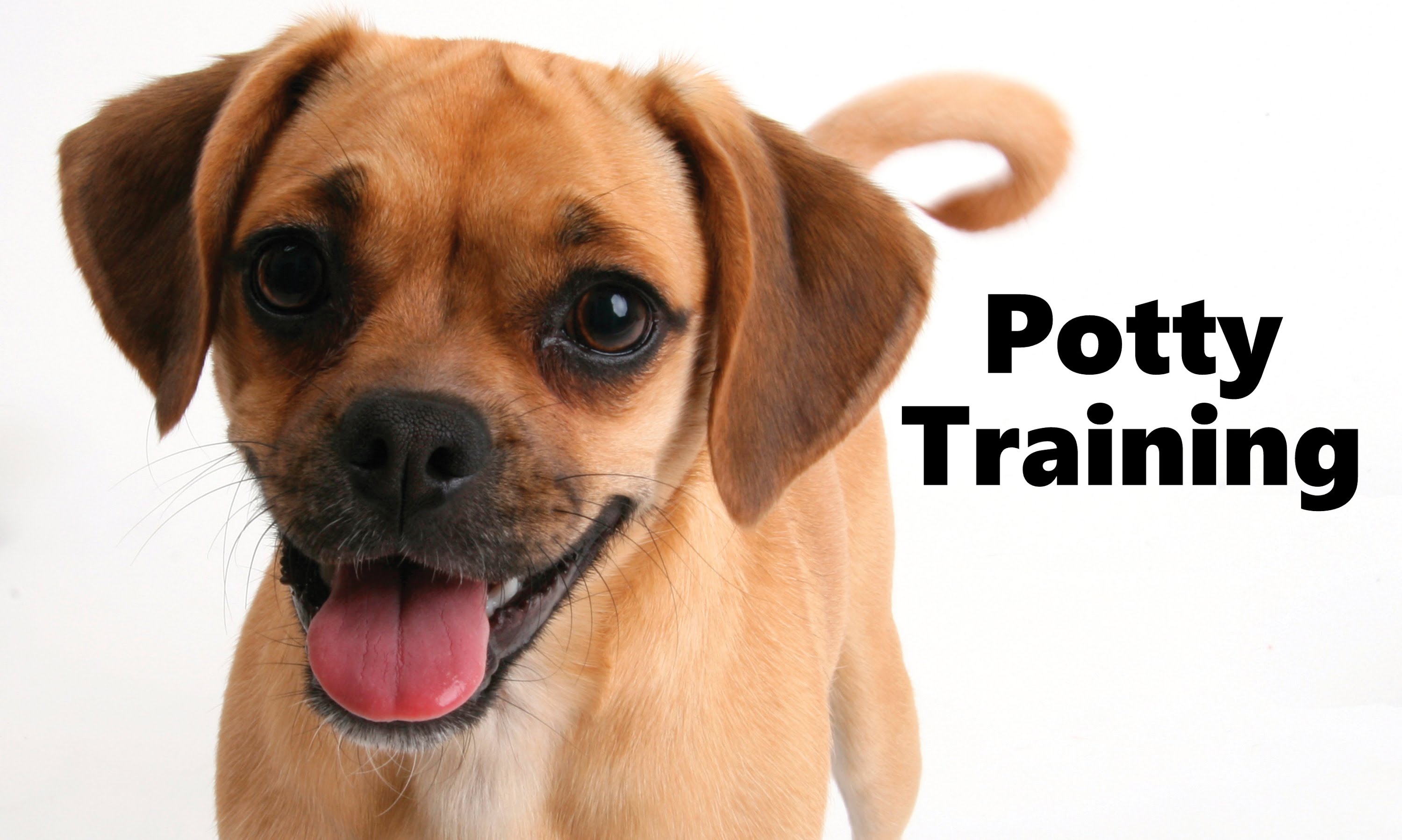 How To Potty Train A Puggle Puppy - Puggle House Training Tips ...