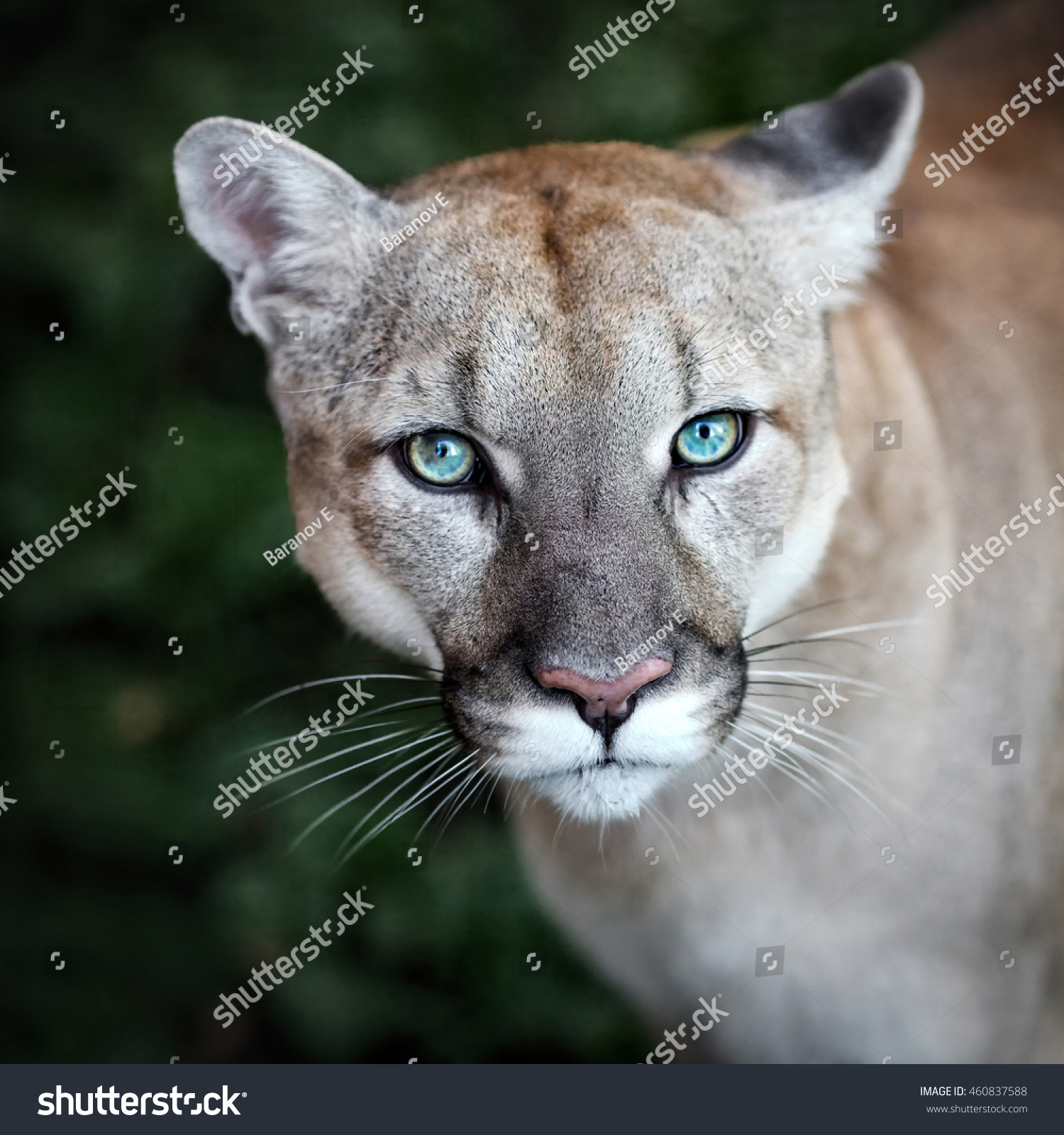Puma Wild Cat Eyes Stock Photo (Edit Now)- Shutterstock
