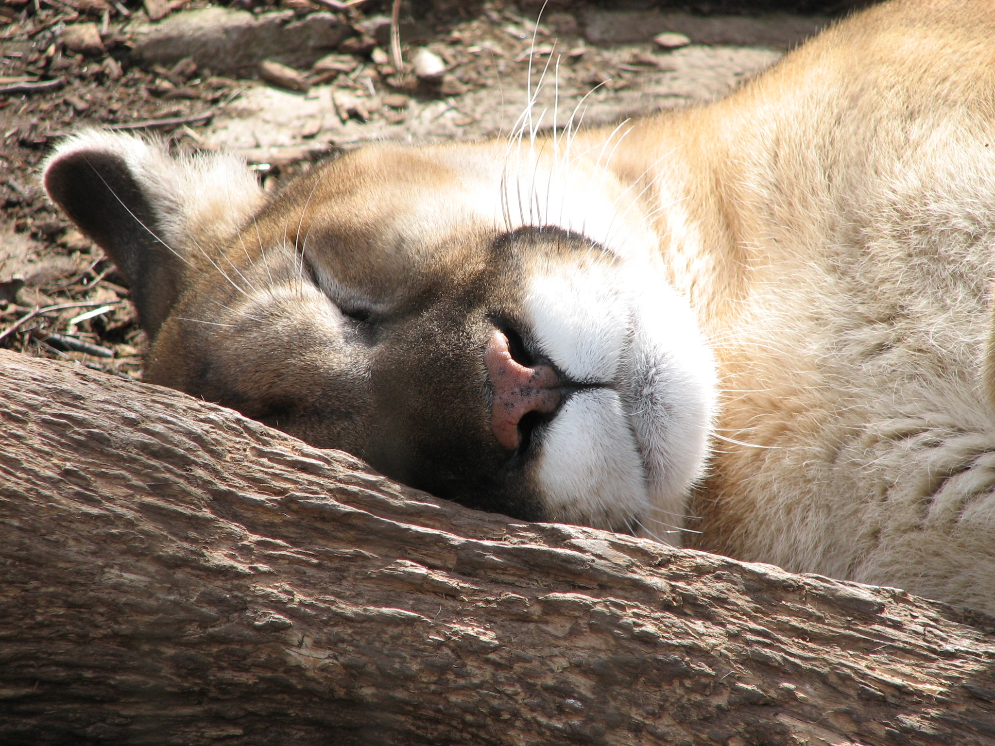 Puma sleeping photo