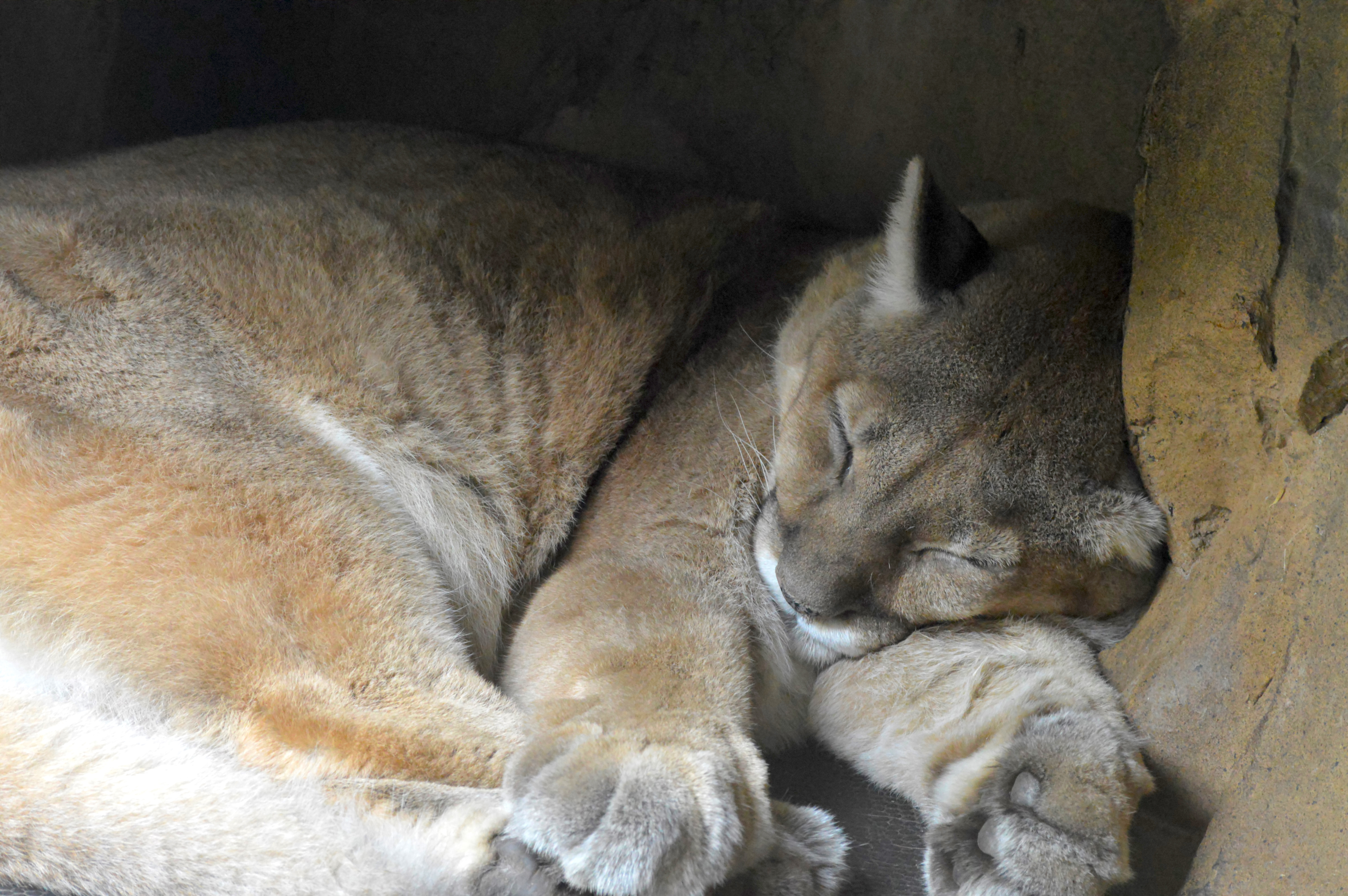 Like your pet cat, pumas are peculiar about where they sleep | MNN ...