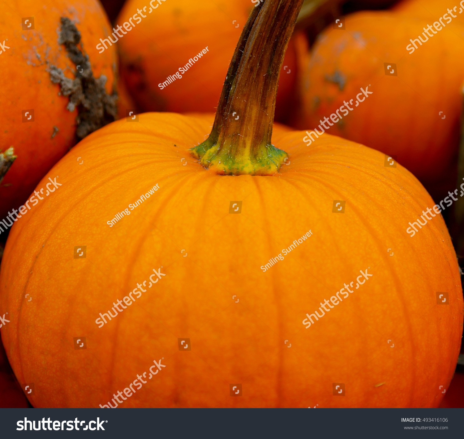 Pumpkin Closeup Farm Stock Photo 493416106 - Shutterstock