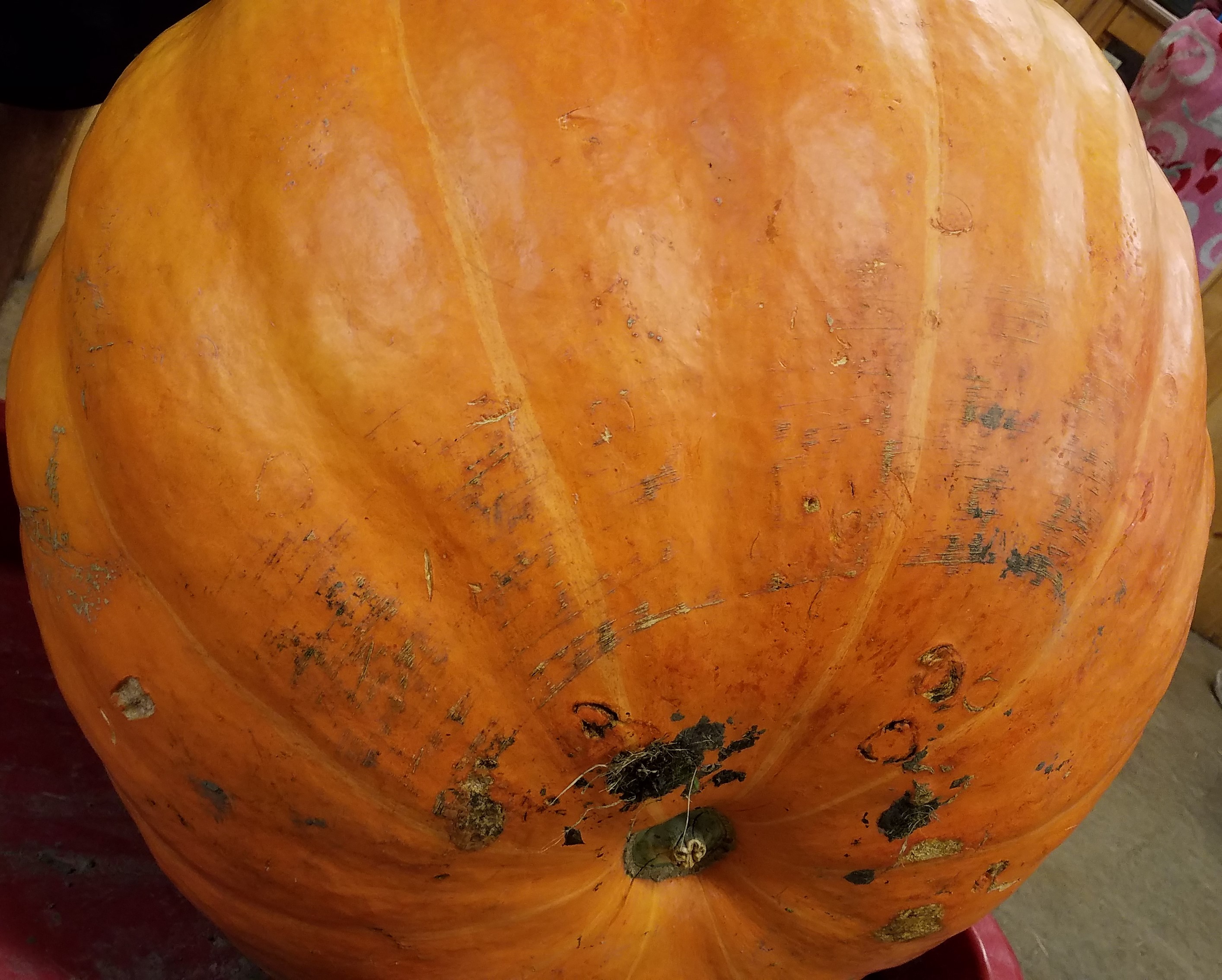 pumpkin closeup - Curtis Orchard & Pumpkin Patch - Champaign, IL