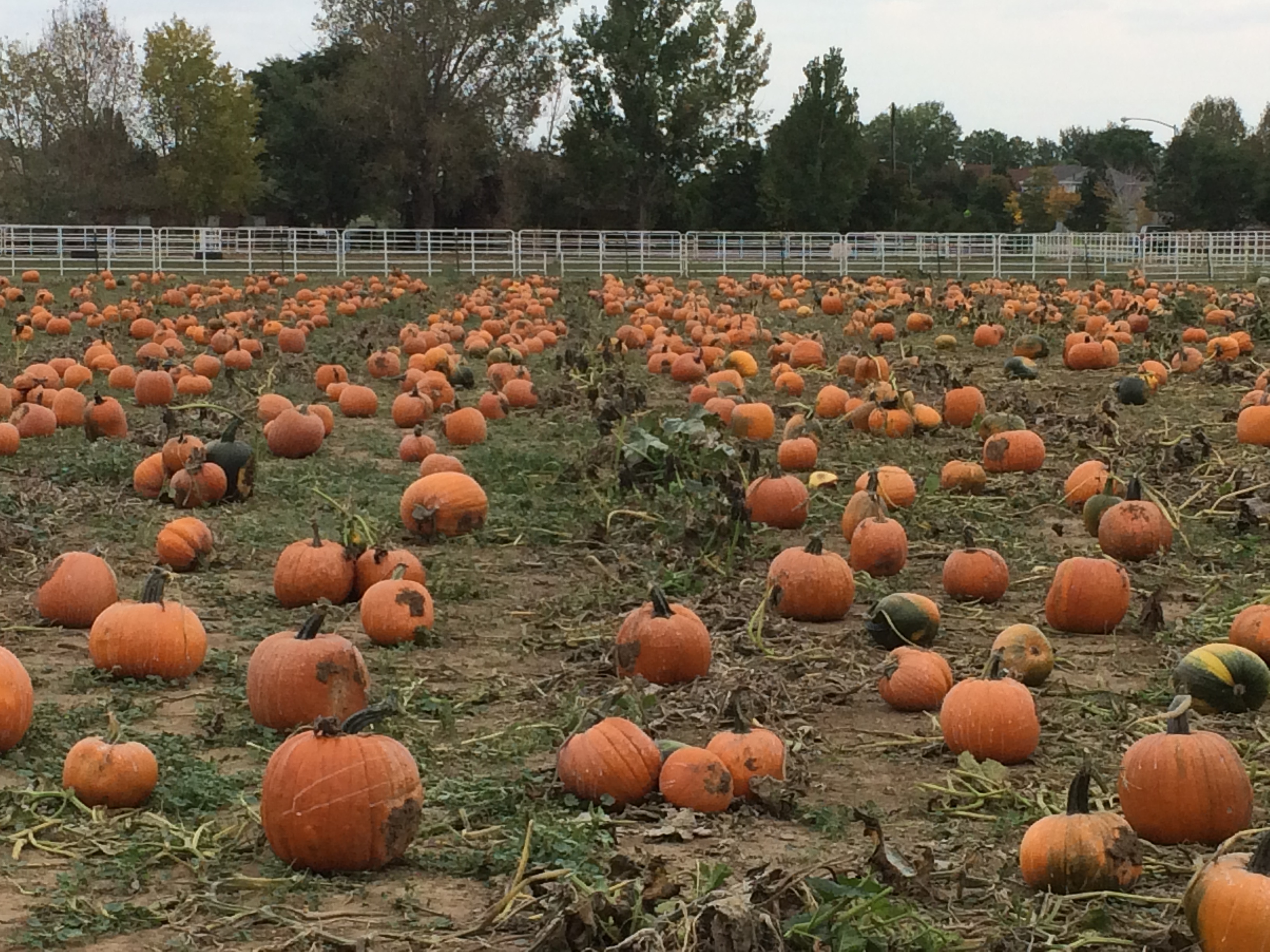 Pumpkin field photo