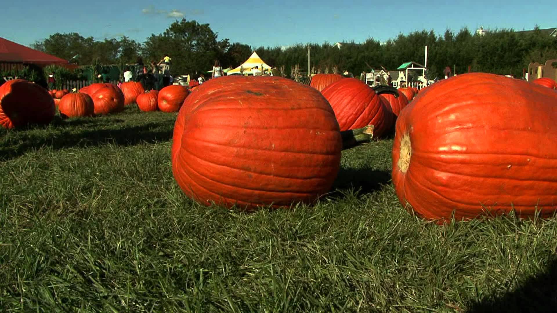 Pumpkin patch pumpkin picking - Pumpkin farm in Long Island - YouTube