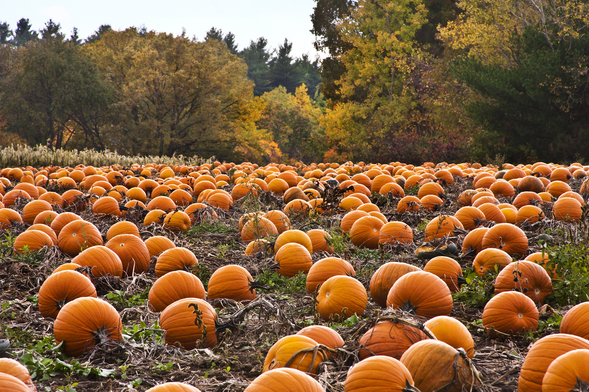 Colorado's Best Pumpkin Patches! - The Original Pancake House